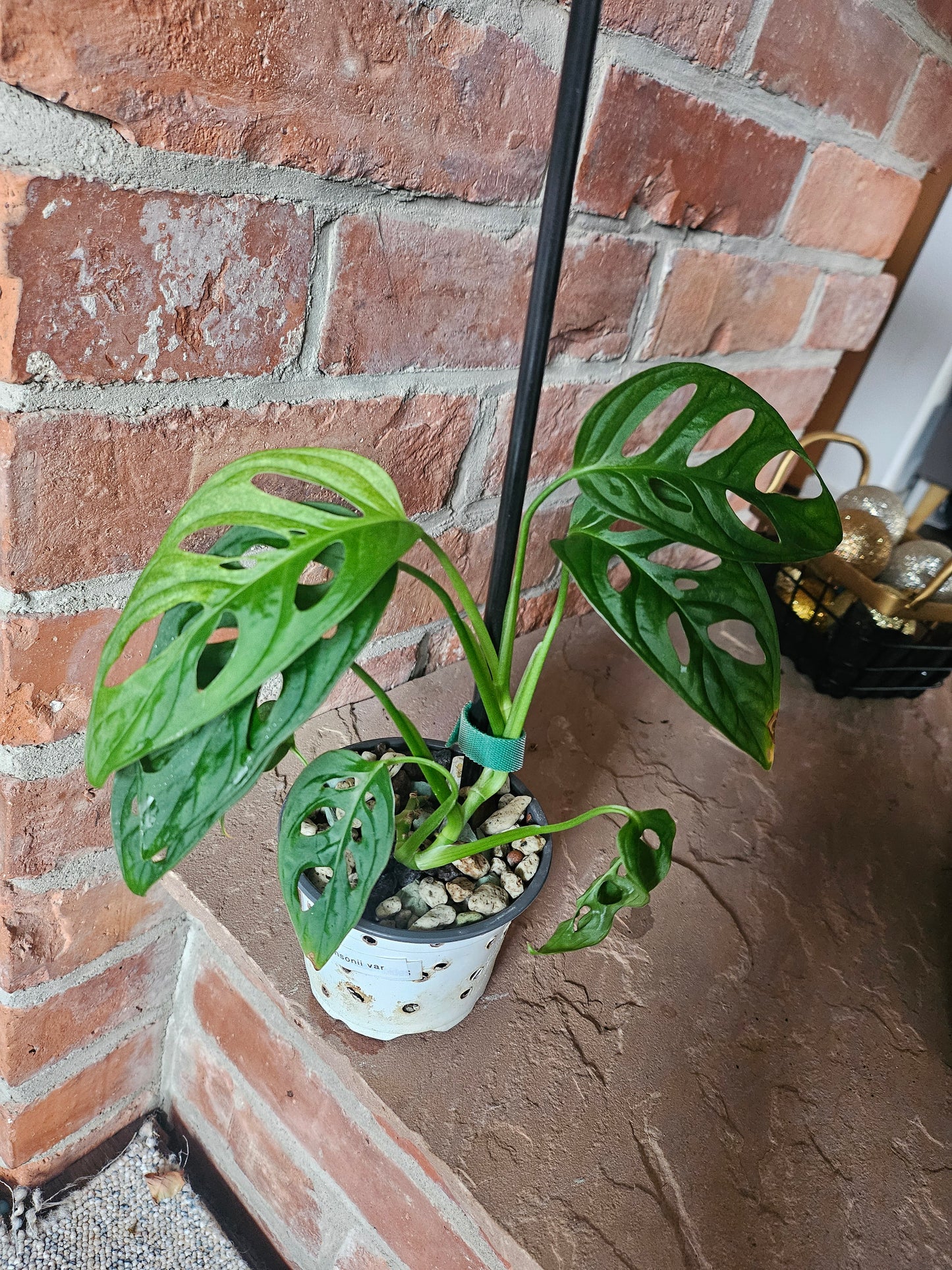 Monstera Adansonii mint variegata Pflanze