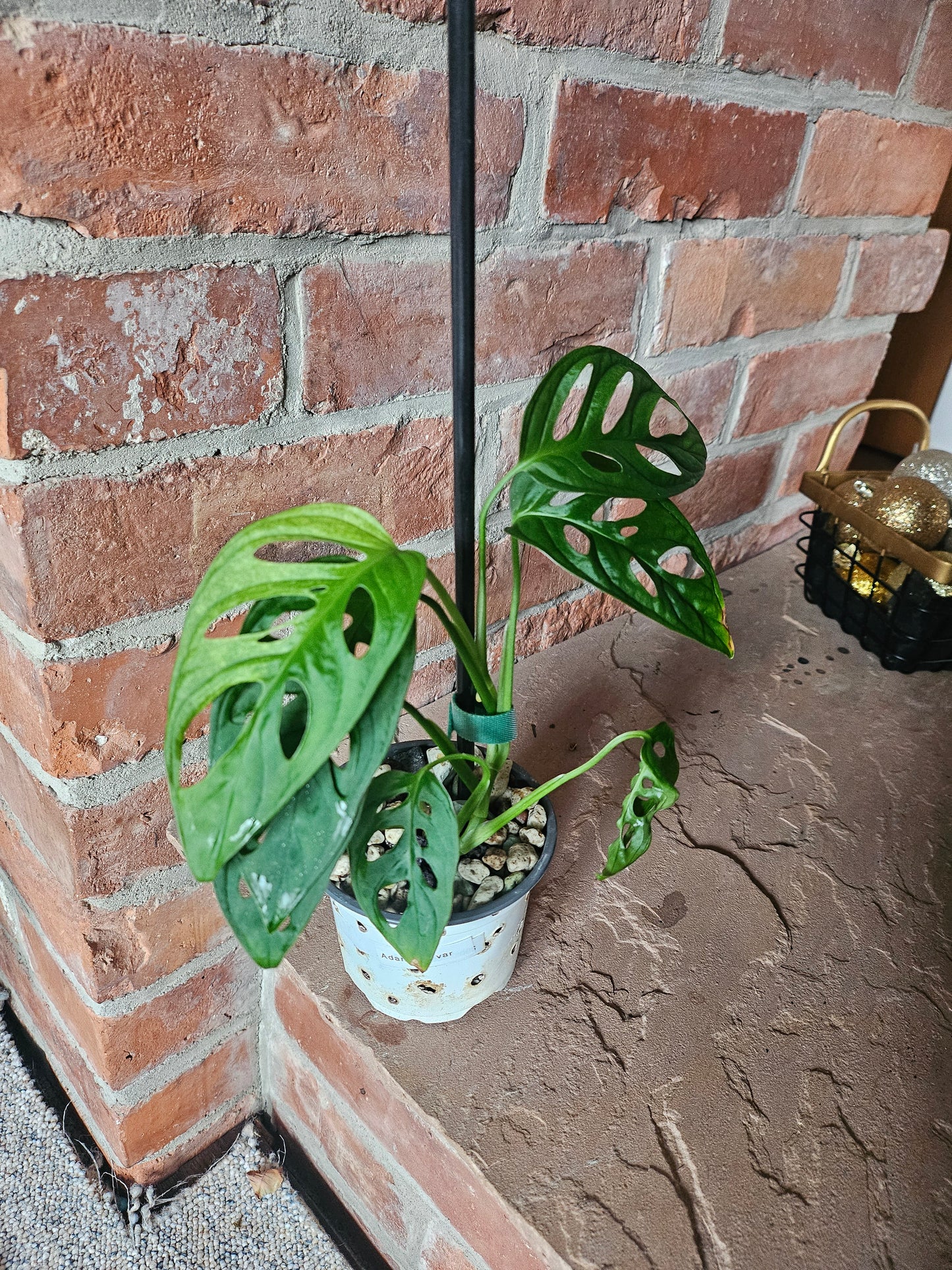 Monstera Adansonii mint variegata Pflanze