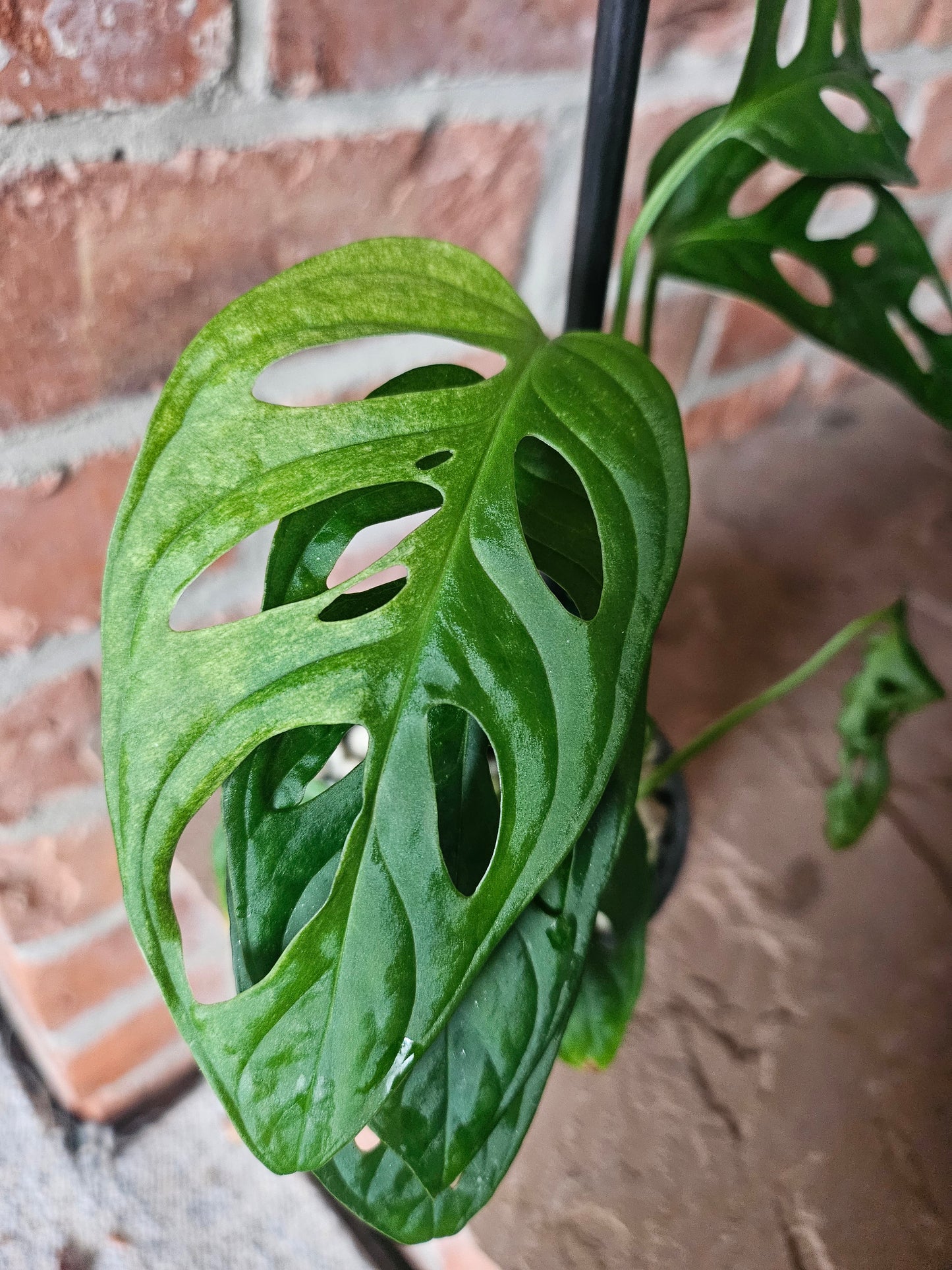 Monstera Adansonii mint variegata Pflanze