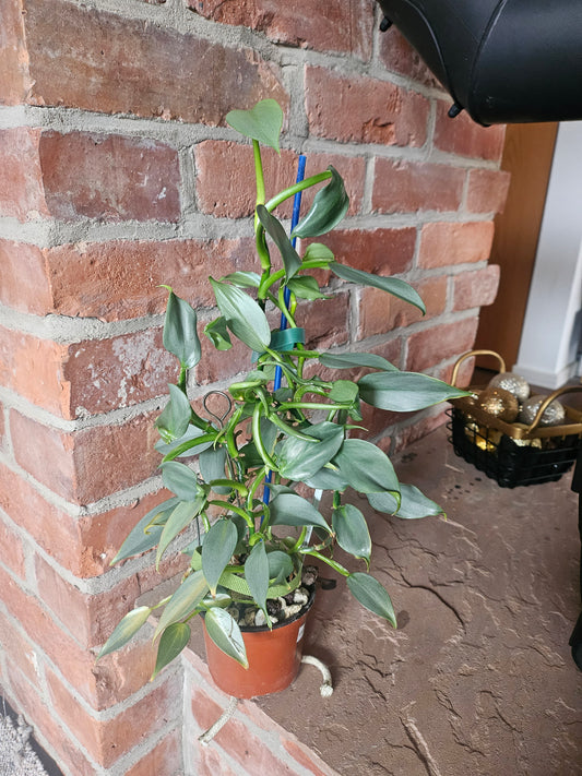 Philodendron silver sword ganze Pflanze inkl. Topf und Substrat