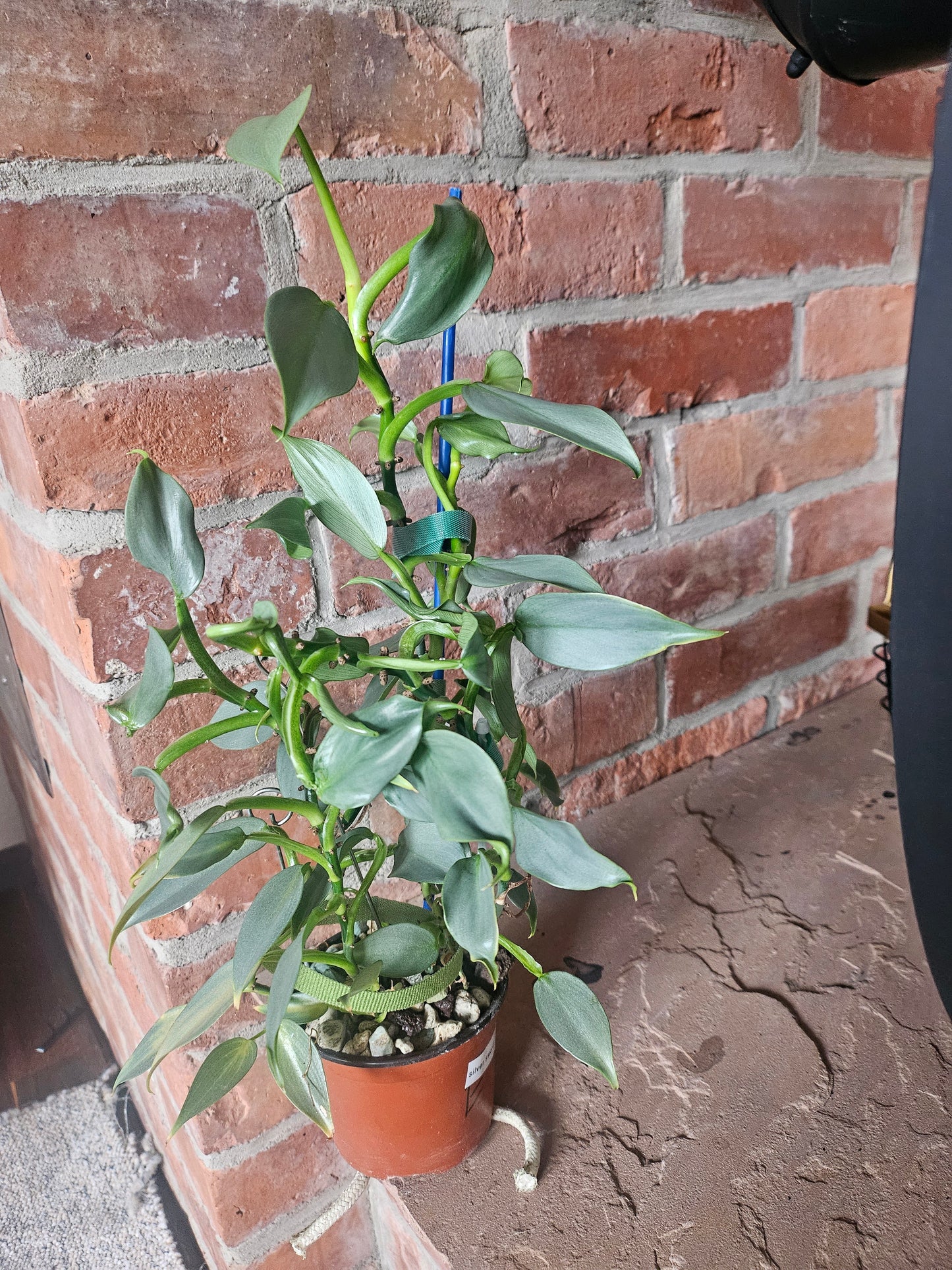 Philodendron silver sword ganze Pflanze inkl. Topf und Substrat