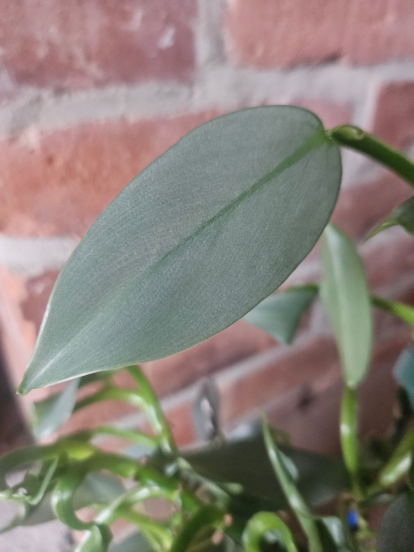 Philodendron silver sword ganze Pflanze inkl. Topf und Substrat