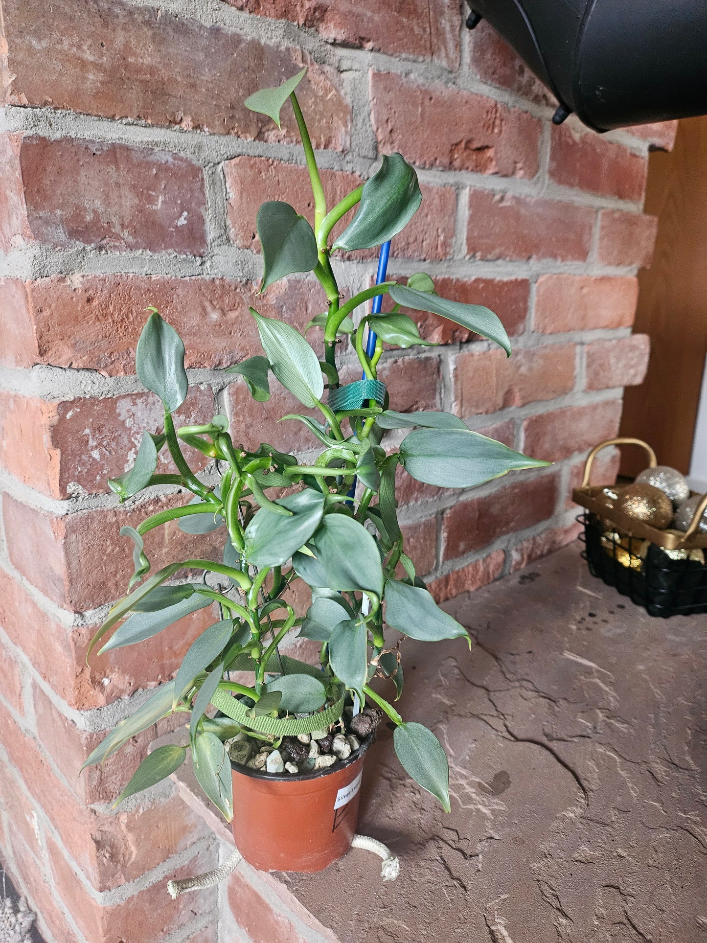 Philodendron silver sword ganze Pflanze inkl. Topf und Substrat