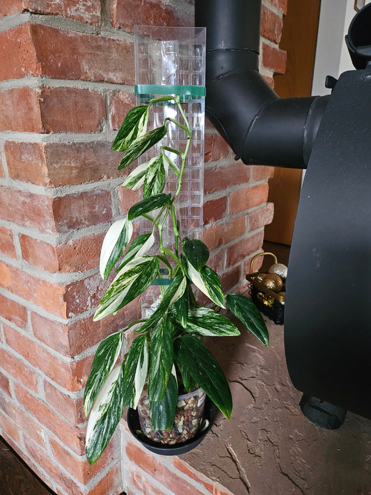 Monstera Standleyana variegata Pflanze inkl. Topf Substrat und Rankhilfe