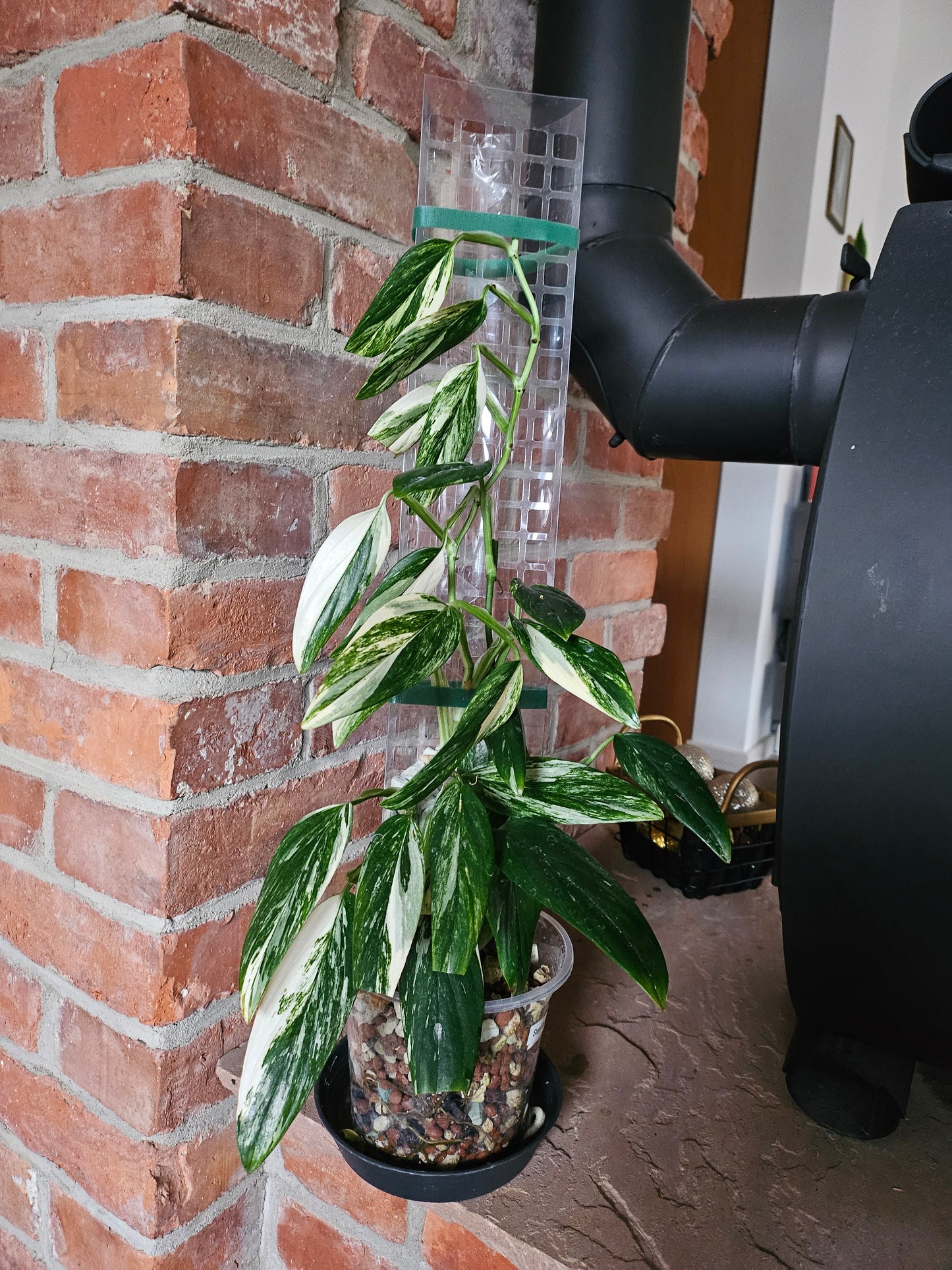 Monstera Standleyana variegata Pflanze inkl. Topf Substrat und Rankhilfe