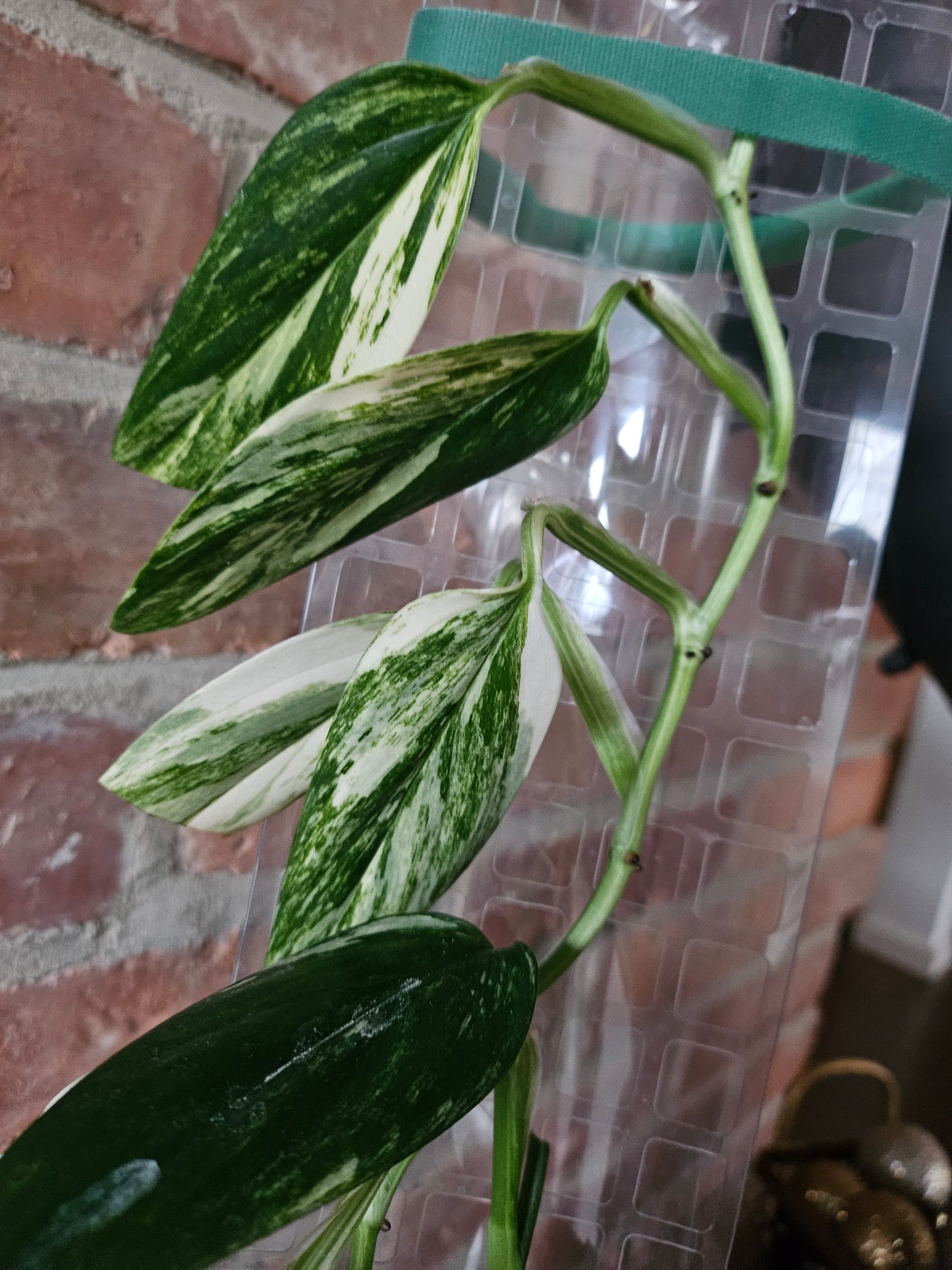 Monstera Standleyana variegata Pflanze inkl. Topf Substrat und Rankhilfe