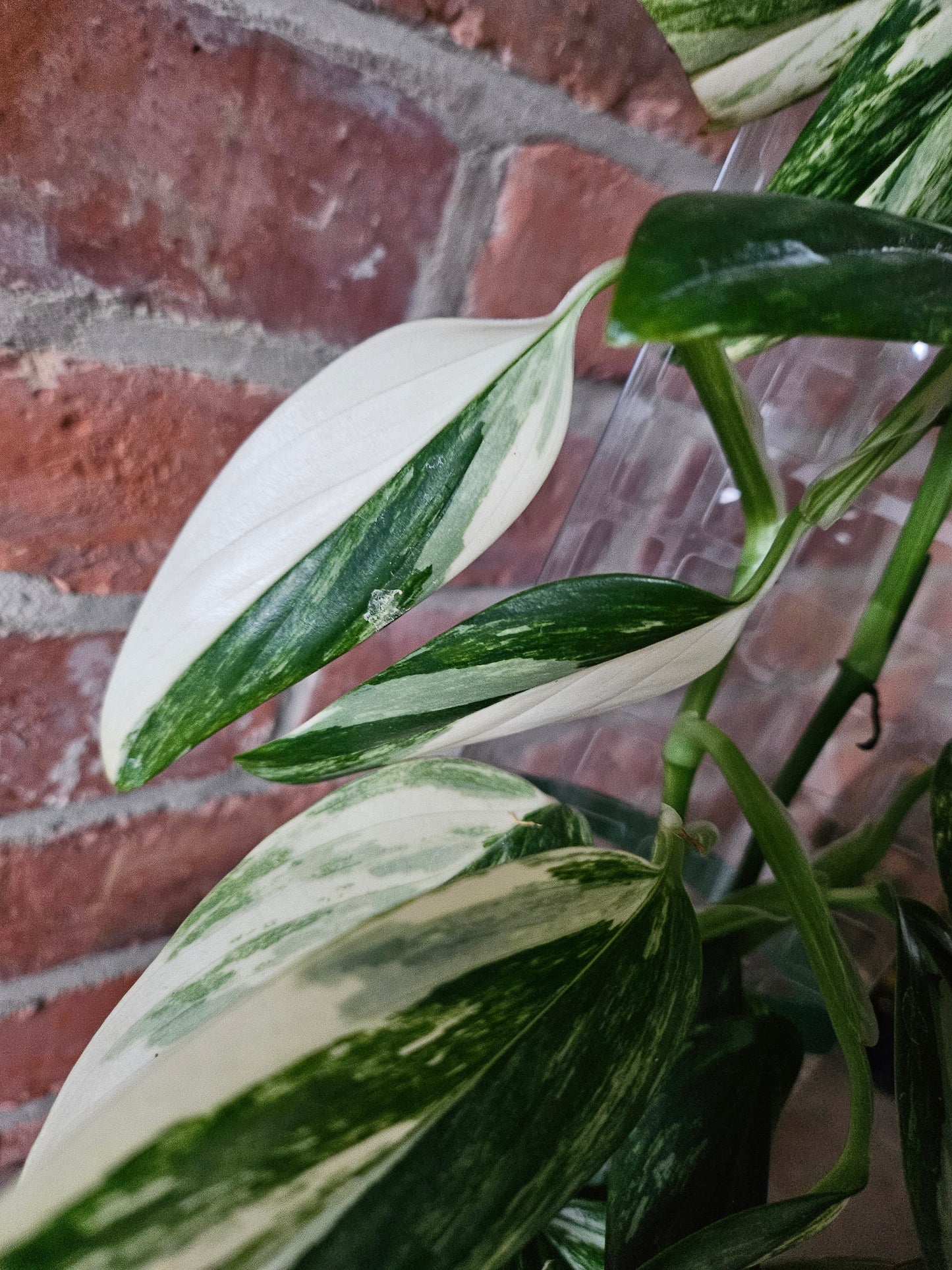 Monstera Standleyana variegata Pflanze inkl. Topf Substrat und Rankhilfe