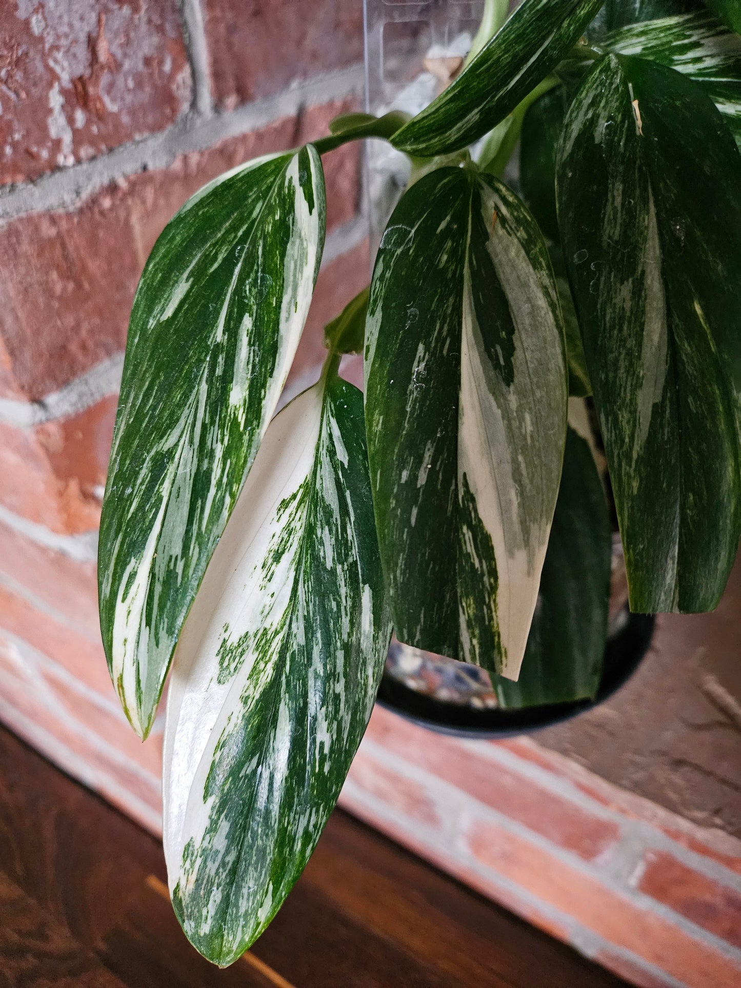 Monstera Standleyana variegata Pflanze inkl. Topf Substrat und Rankhilfe
