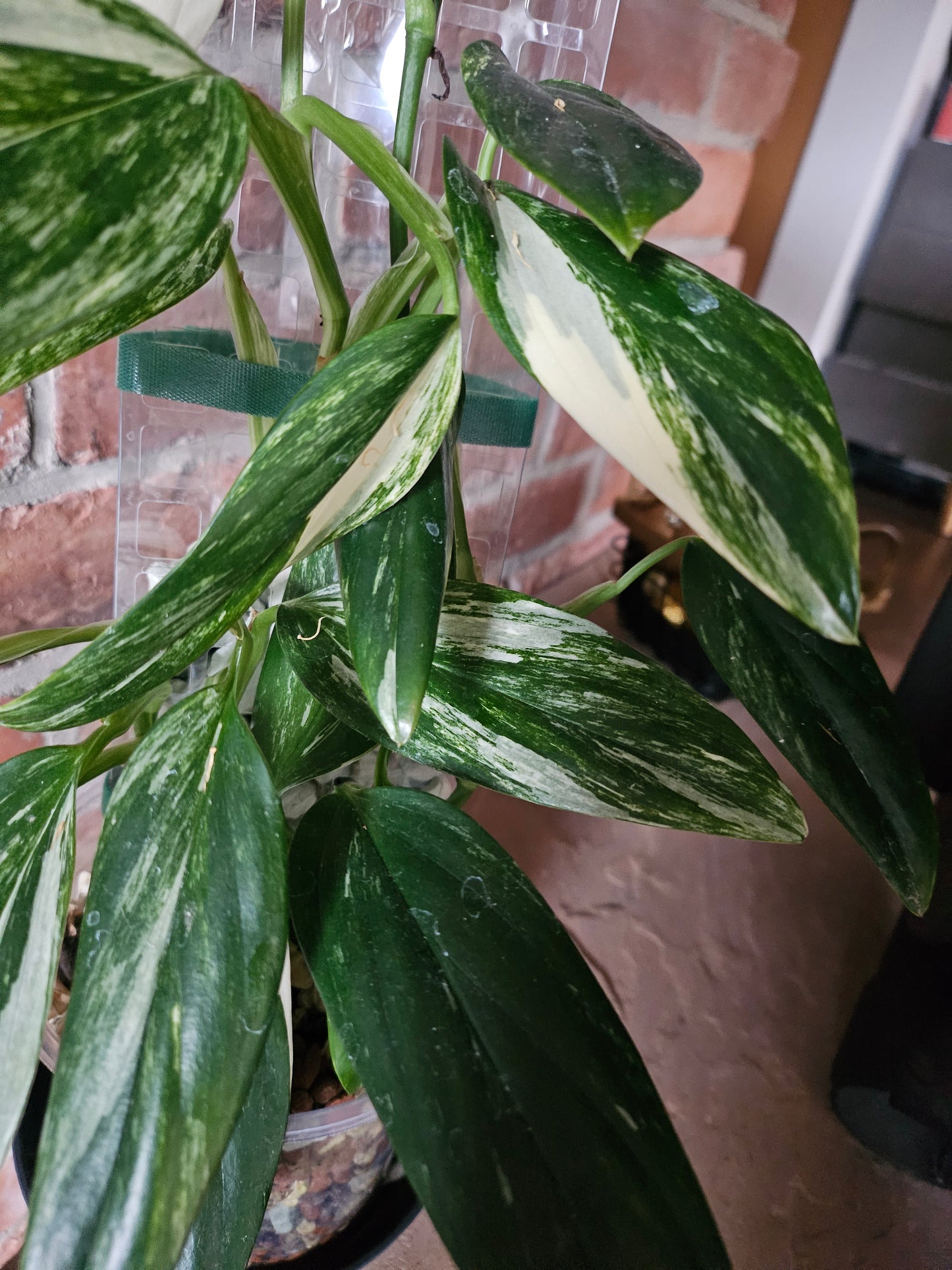 Monstera Standleyana variegata Pflanze inkl. Topf Substrat und Rankhilfe