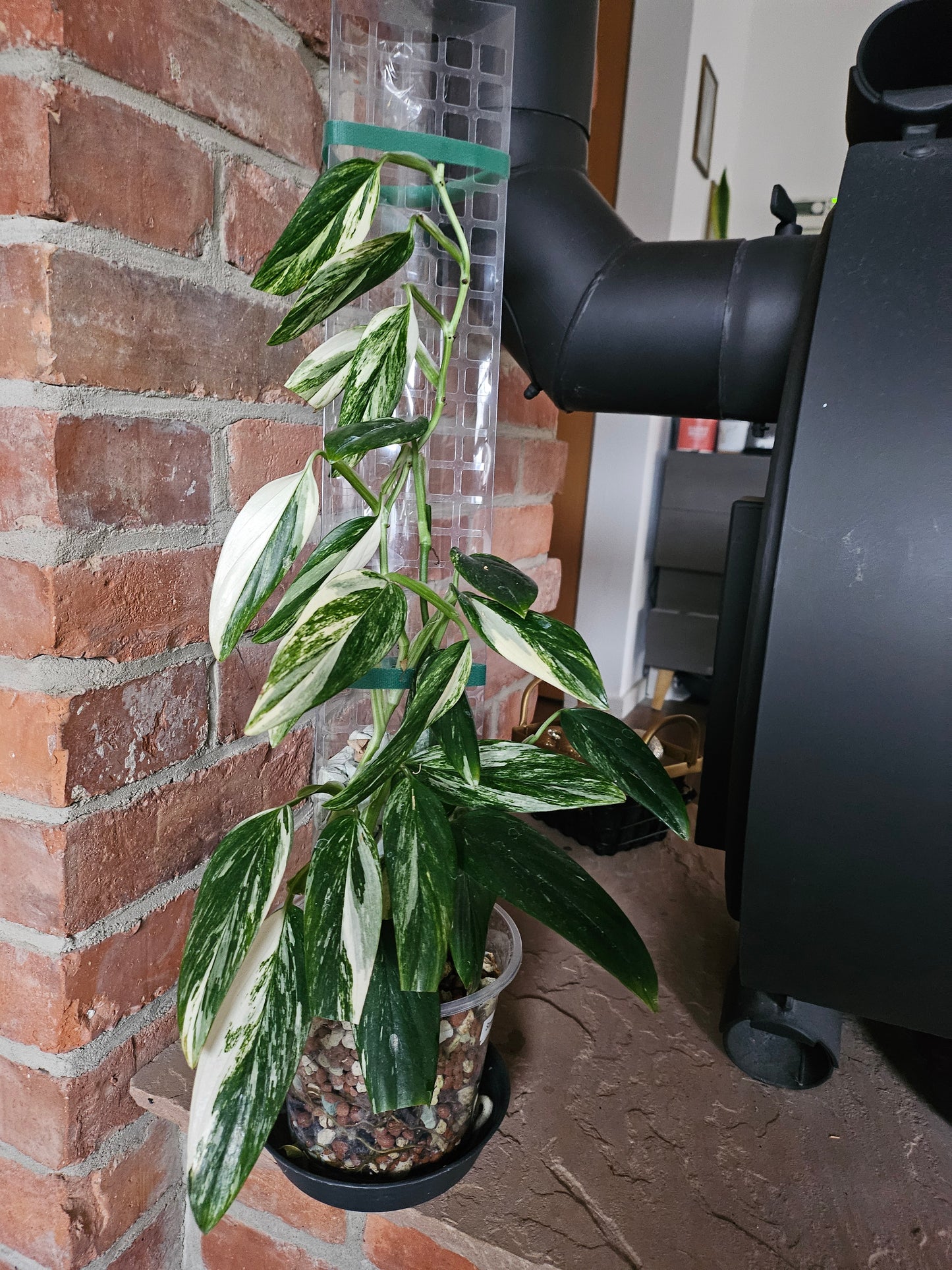 Monstera Standleyana variegata Pflanze inkl. Topf Substrat und Rankhilfe