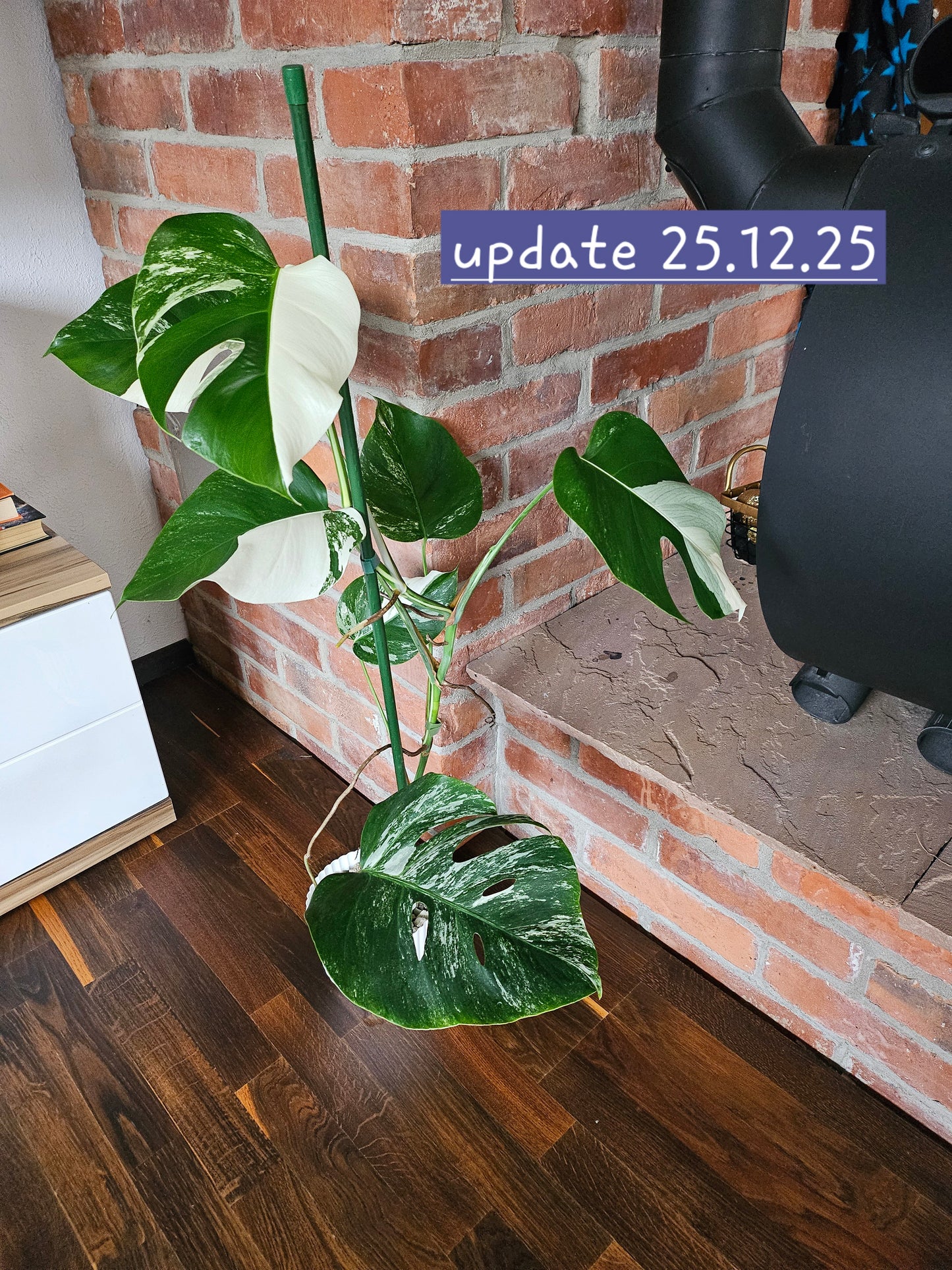 Monstera Deliciosa variegata Pflanze mit tollem Weißanteil halfmoon