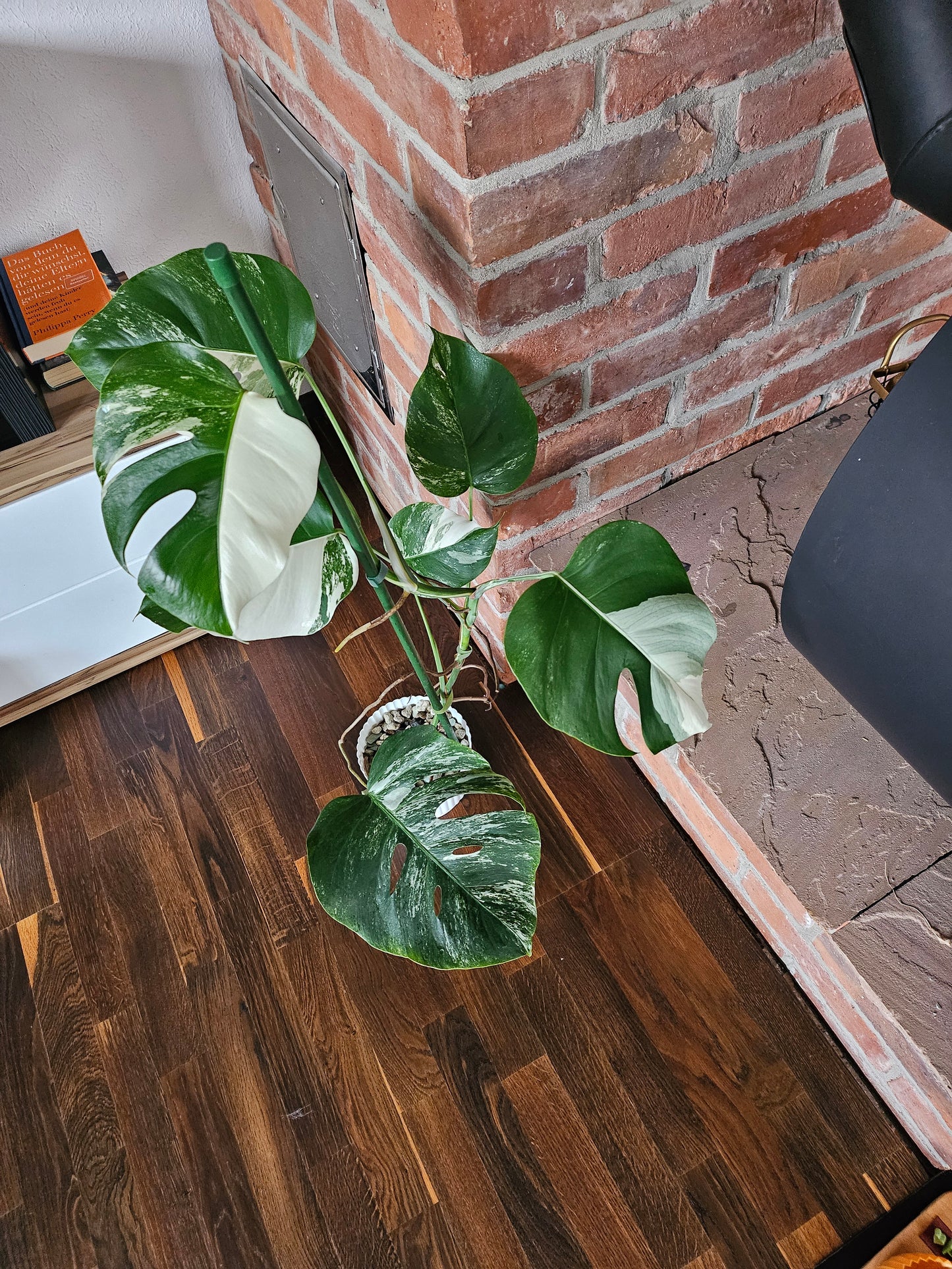 Monstera Deliciosa variegata Pflanze mit tollem Weißanteil halfmoon