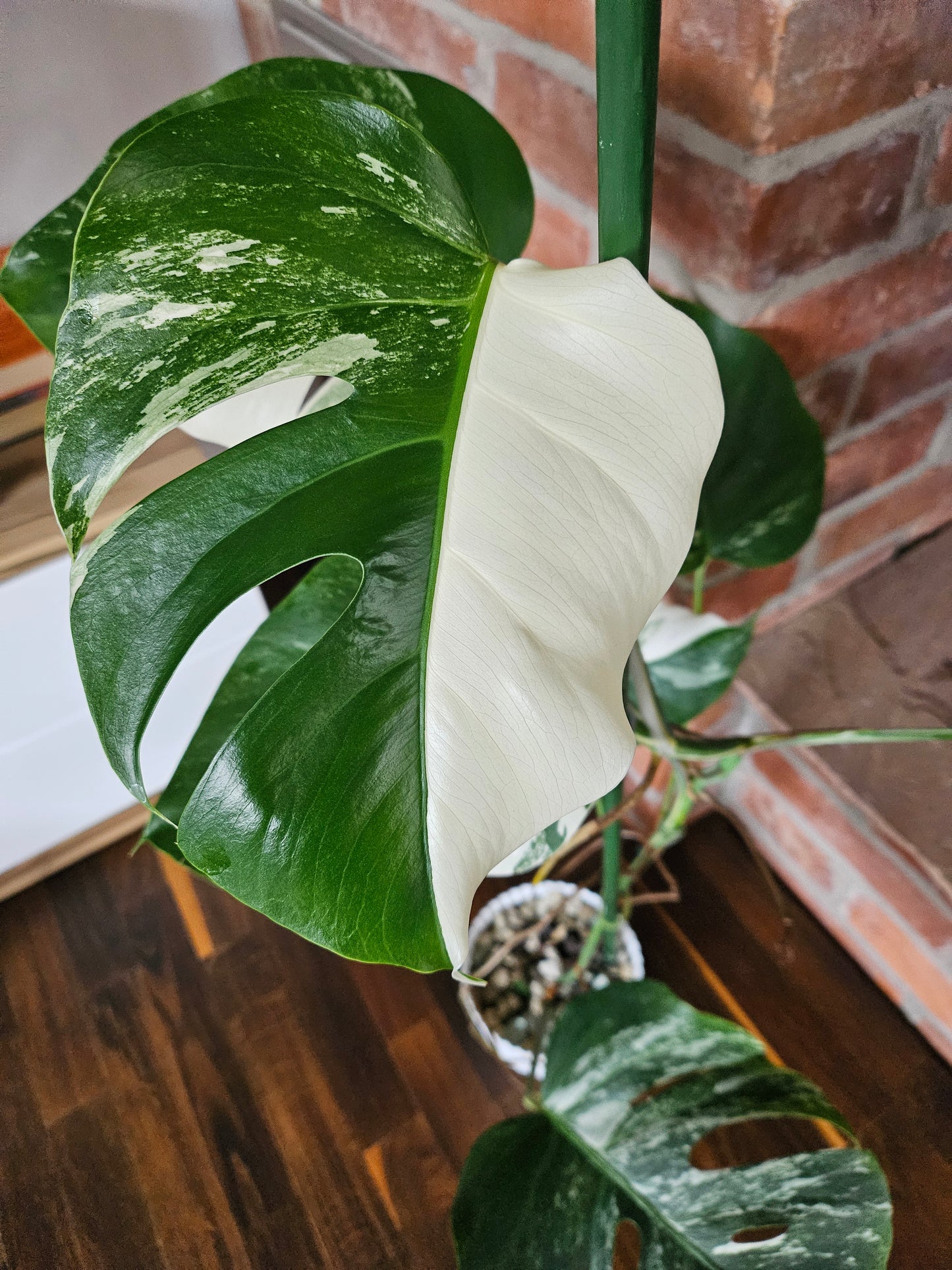 Monstera Deliciosa variegata Pflanze mit tollem Weißanteil halfmoon