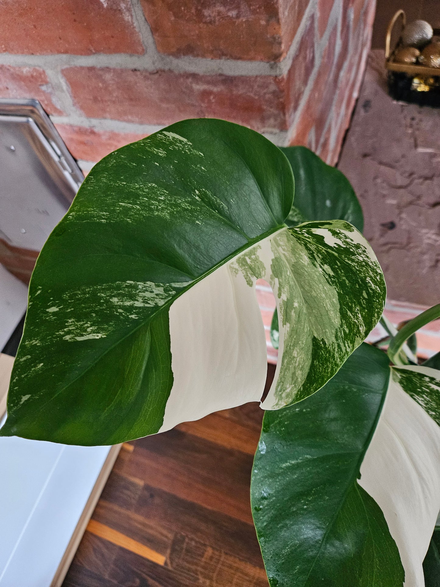 Monstera Deliciosa variegata Pflanze mit tollem Weißanteil halfmoon