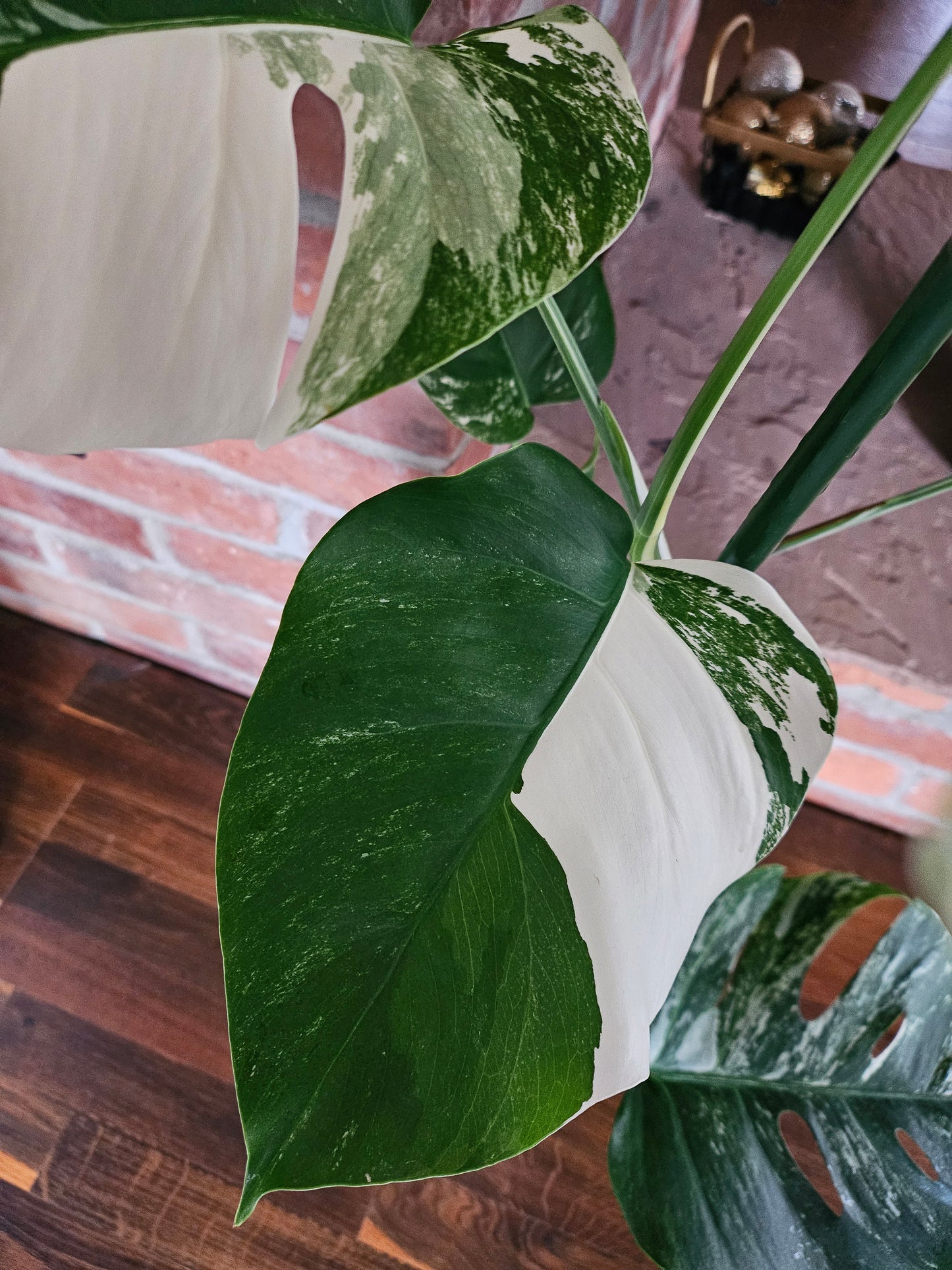 Monstera Deliciosa variegata Pflanze mit tollem Weißanteil halfmoon