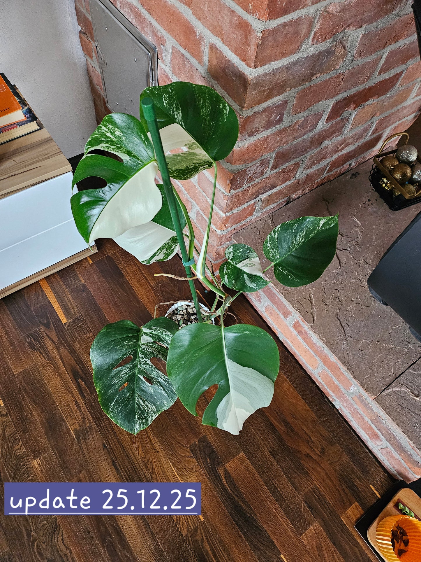Monstera Deliciosa variegata Pflanze mit tollem Weißanteil halfmoon