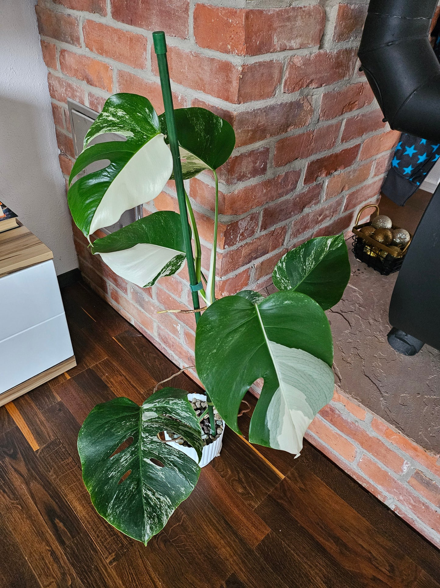 Monstera Deliciosa variegata Pflanze mit tollem Weißanteil halfmoon