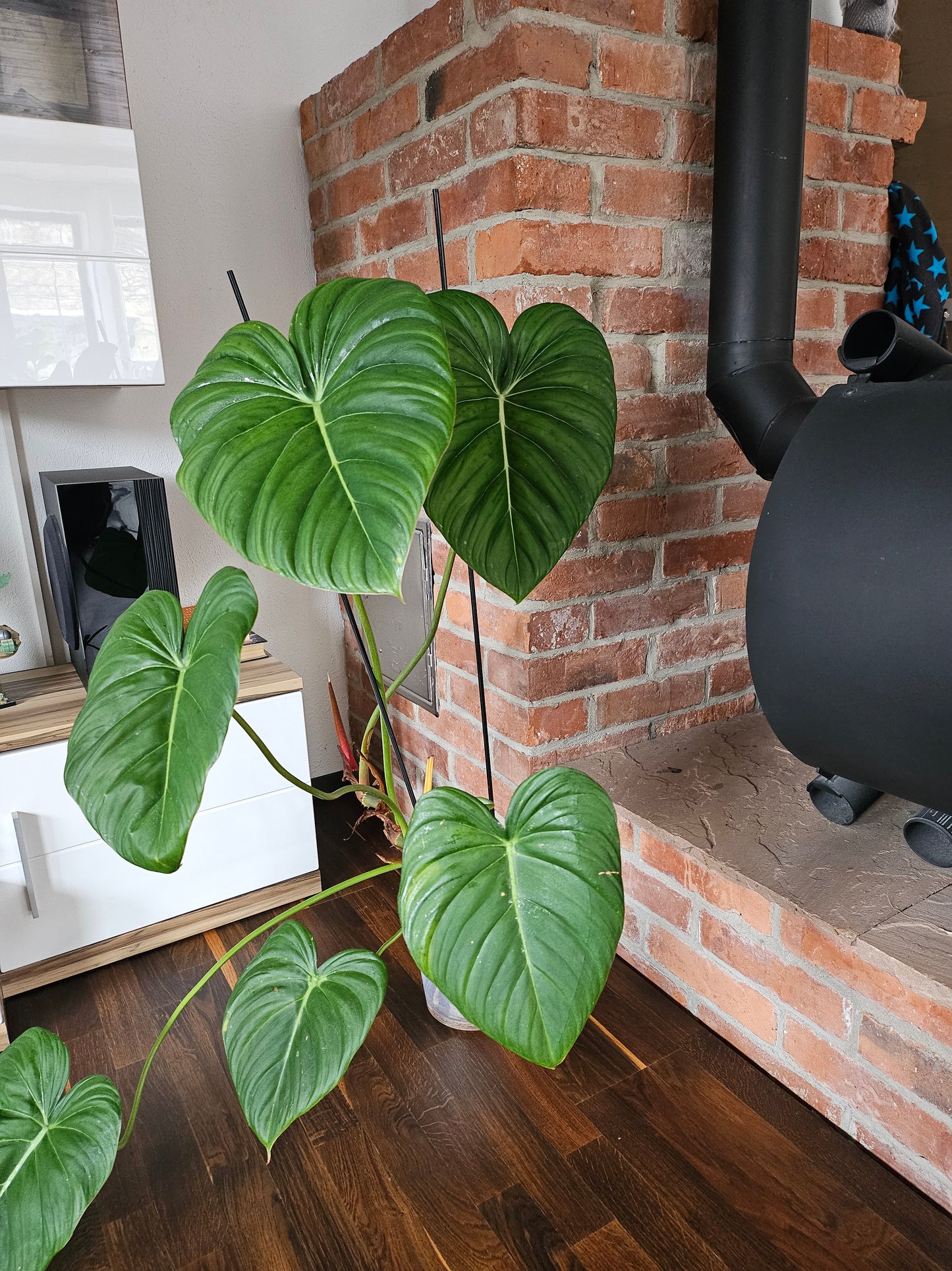 Philodendron Dean McDowell XXL inkl. Topf und Substrat