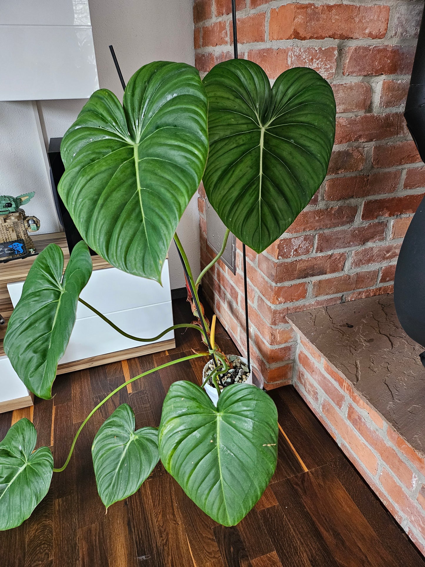 Philodendron Dean McDowell XXL inkl. Topf und Substrat
