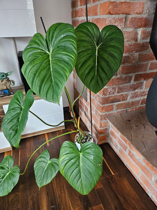 Philodendron Dean McDowell XXL inkl. Topf und Substrat