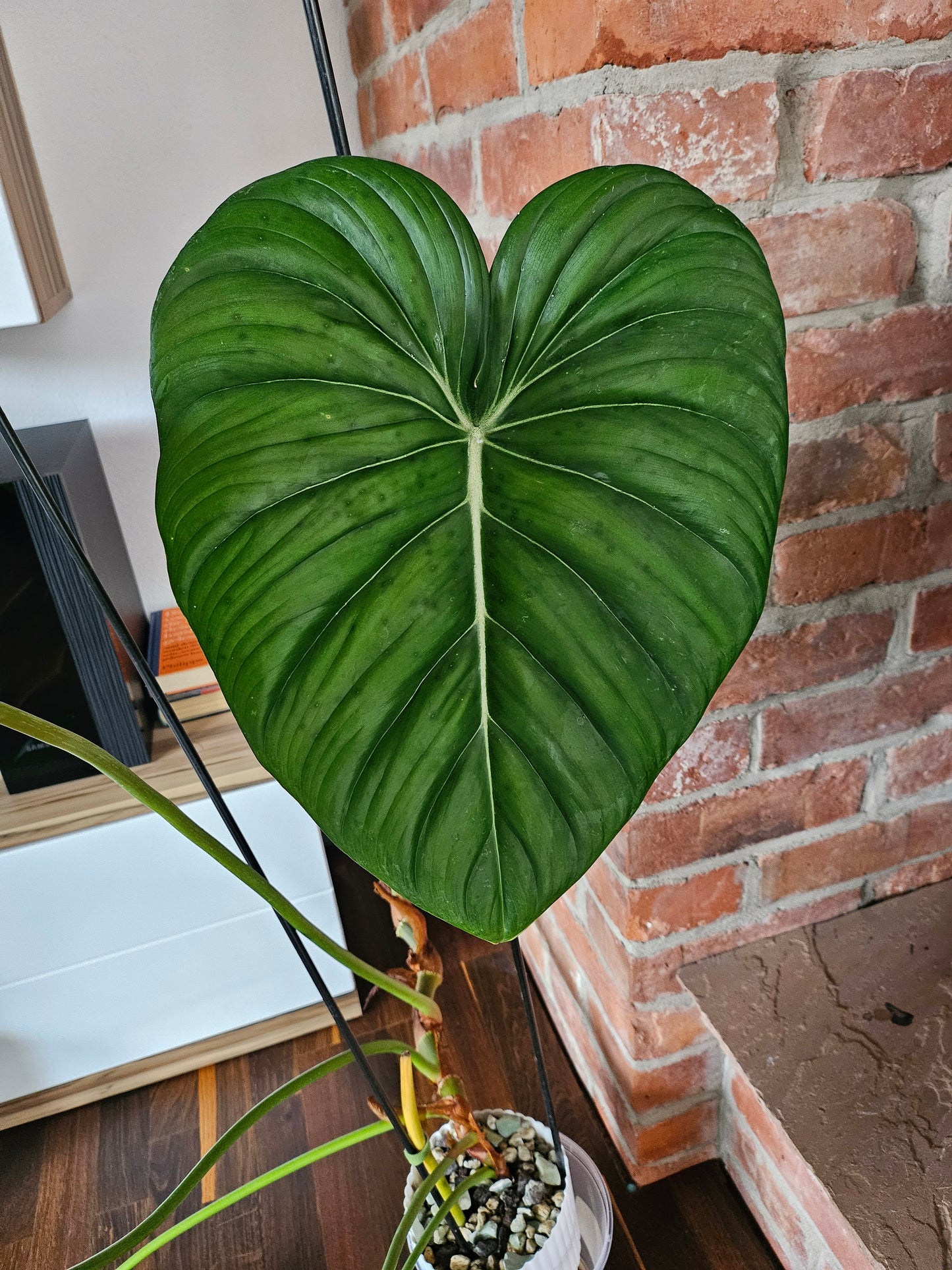 Philodendron Dean McDowell XXL inkl. Topf und Substrat