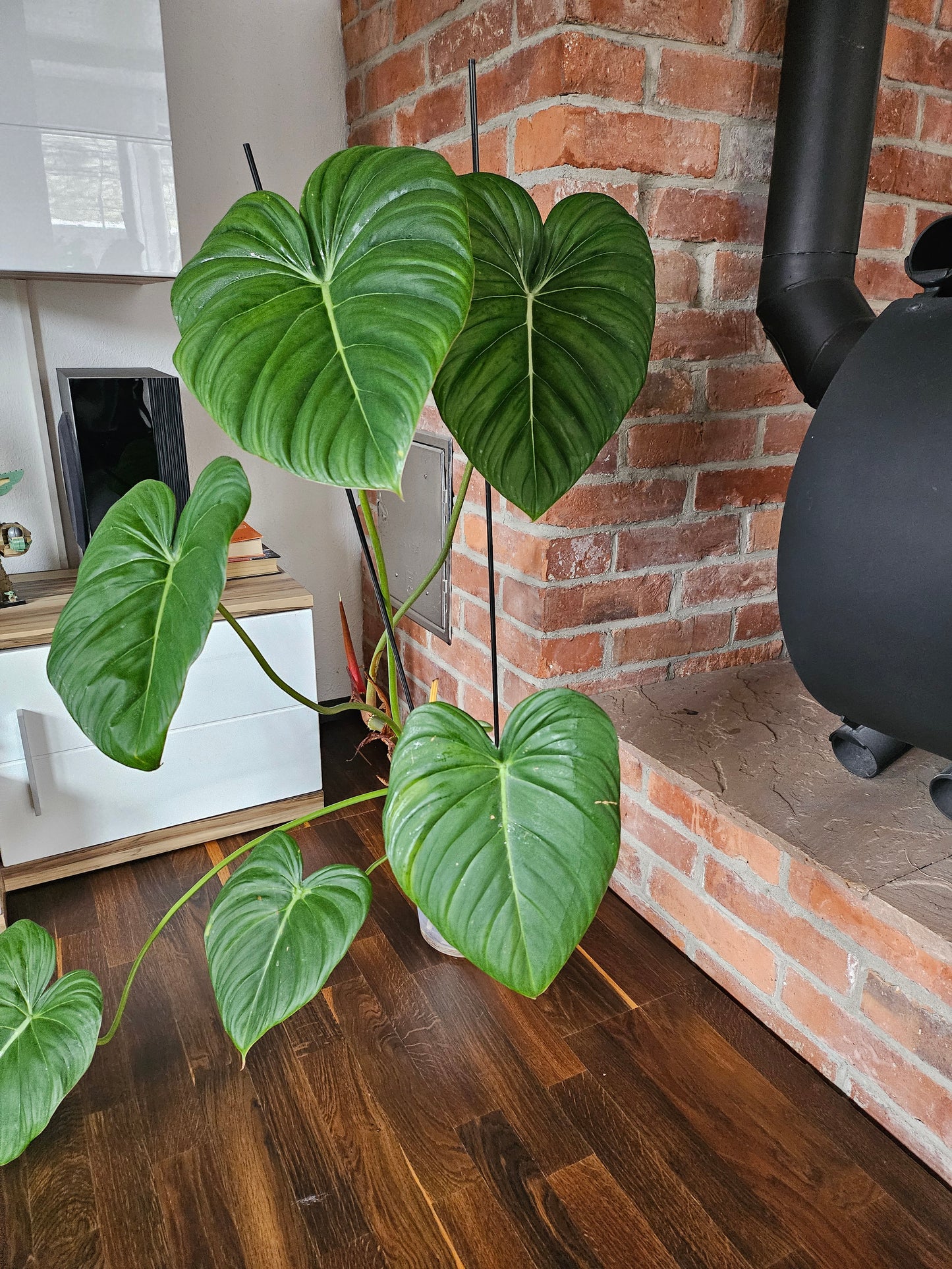 Philodendron Dean McDowell XXL inkl. Topf und Substrat
