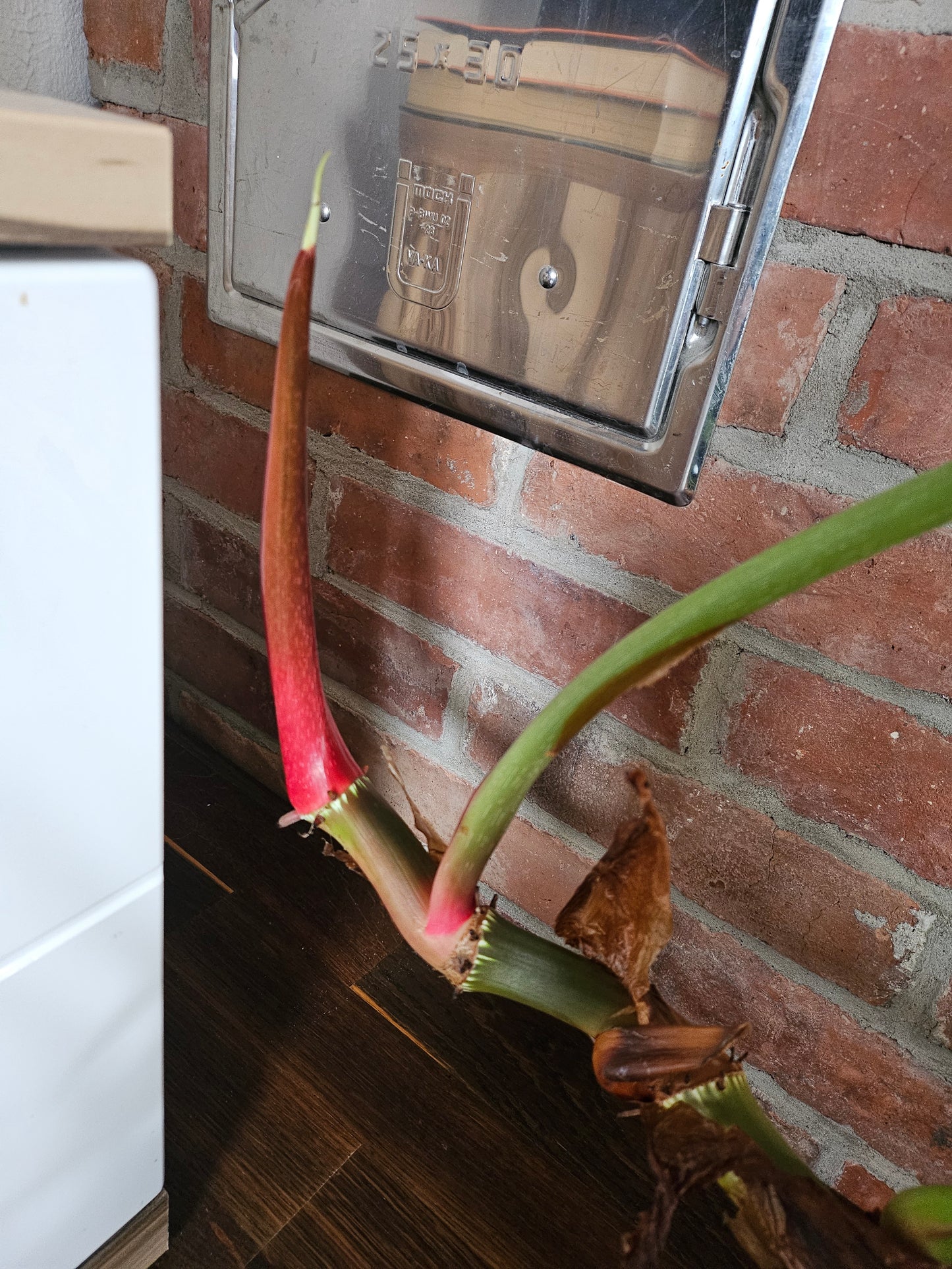 Philodendron Dean McDowell XXL inkl. Topf und Substrat