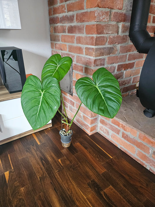 Philodendron Pastazanum XXL Pflanze