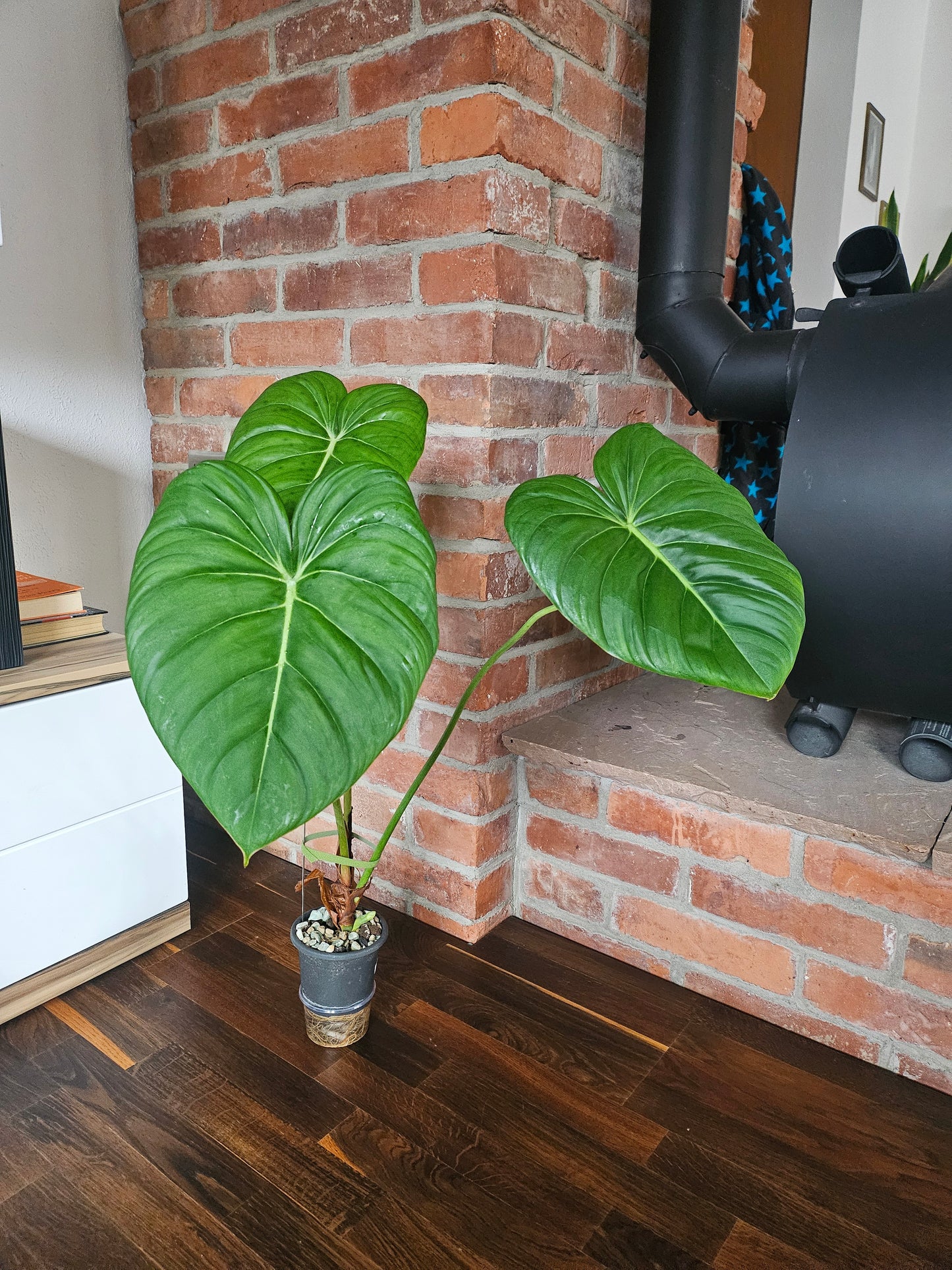 Philodendron Pastazanum XXL Pflanze
