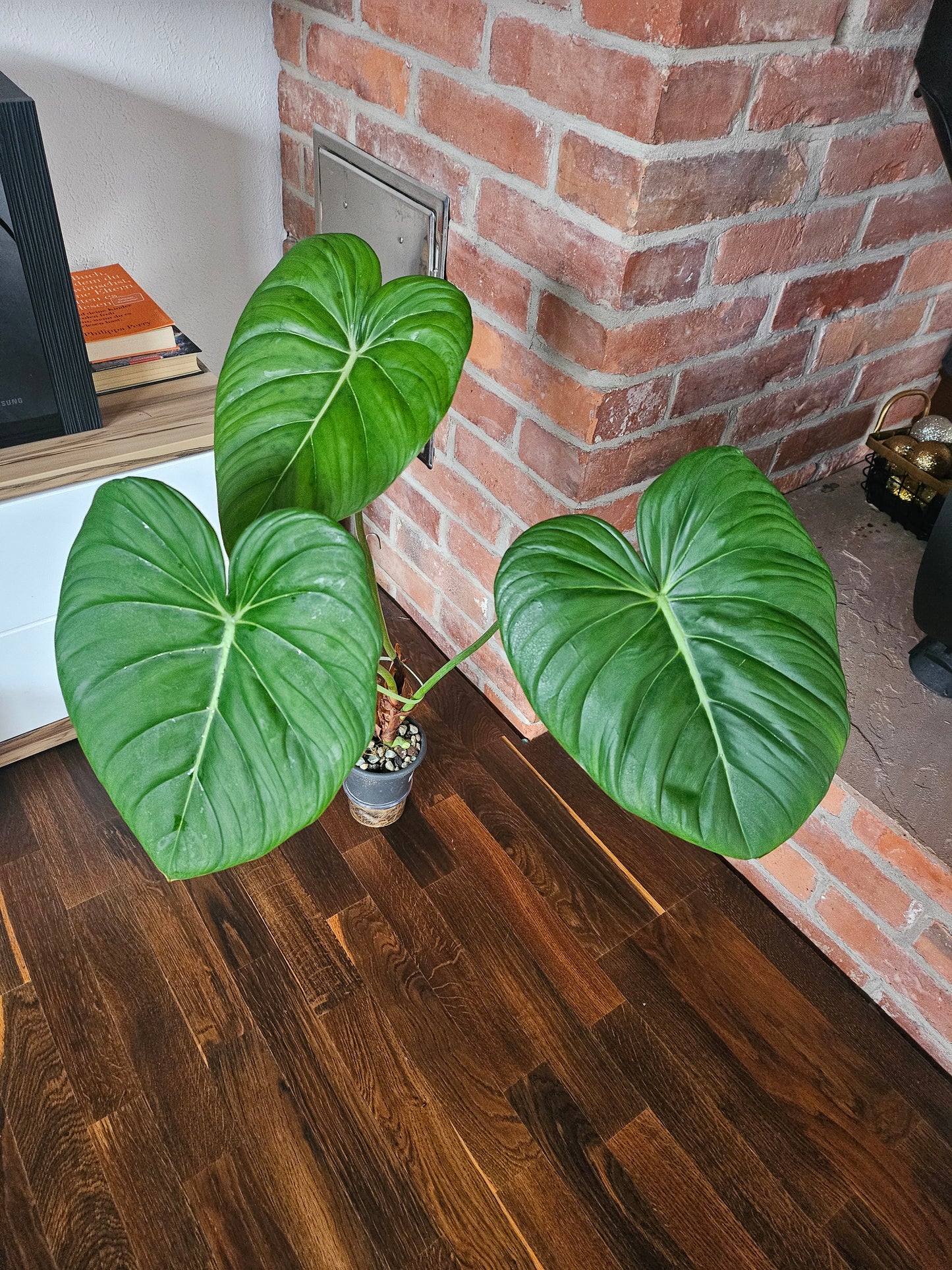 Philodendron Pastazanum XXL Pflanze
