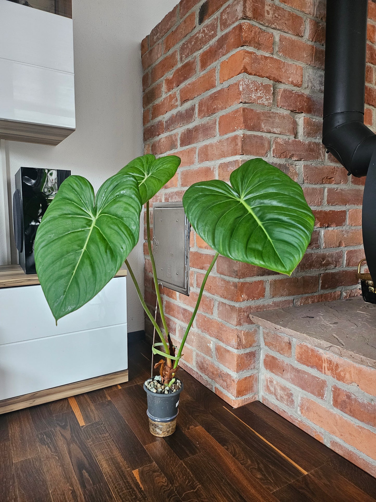 Philodendron Pastazanum XXL Pflanze