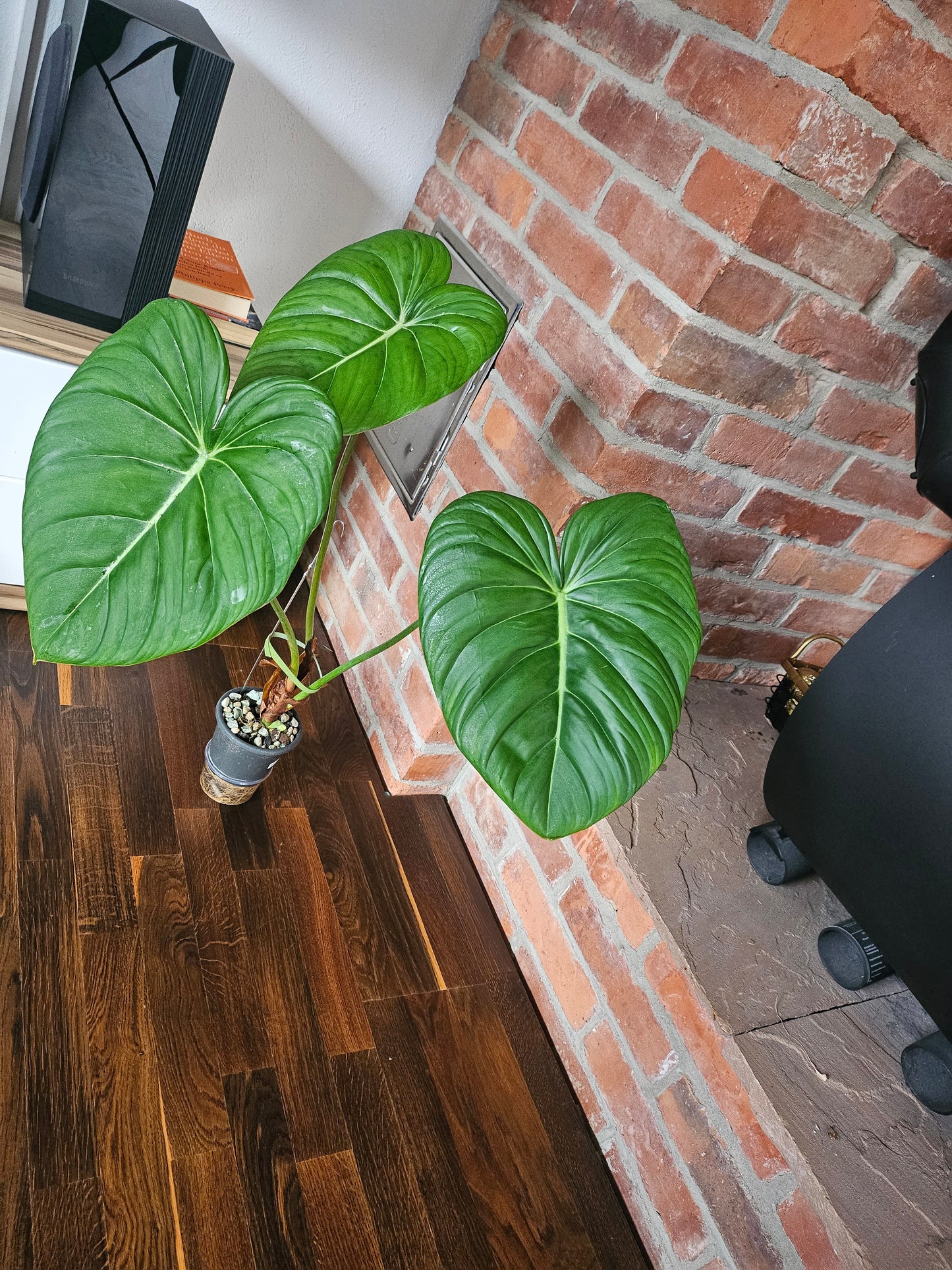 Philodendron Pastazanum XXL Pflanze