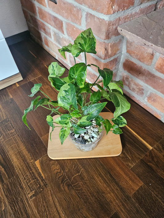 Syngonium three kings Pflanze