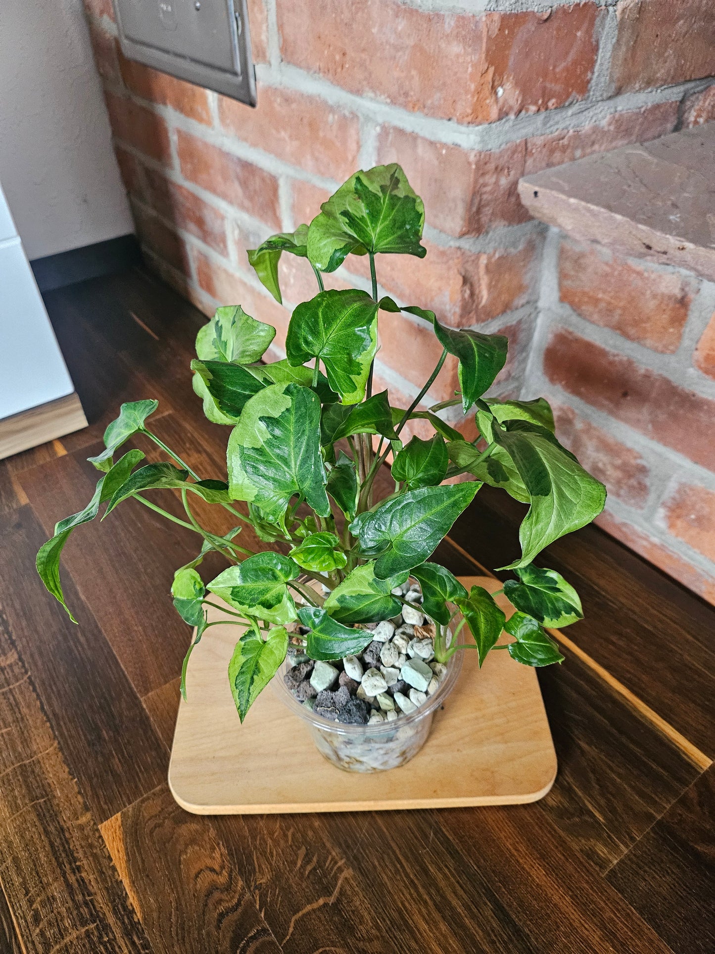 Syngonium three kings Pflanze