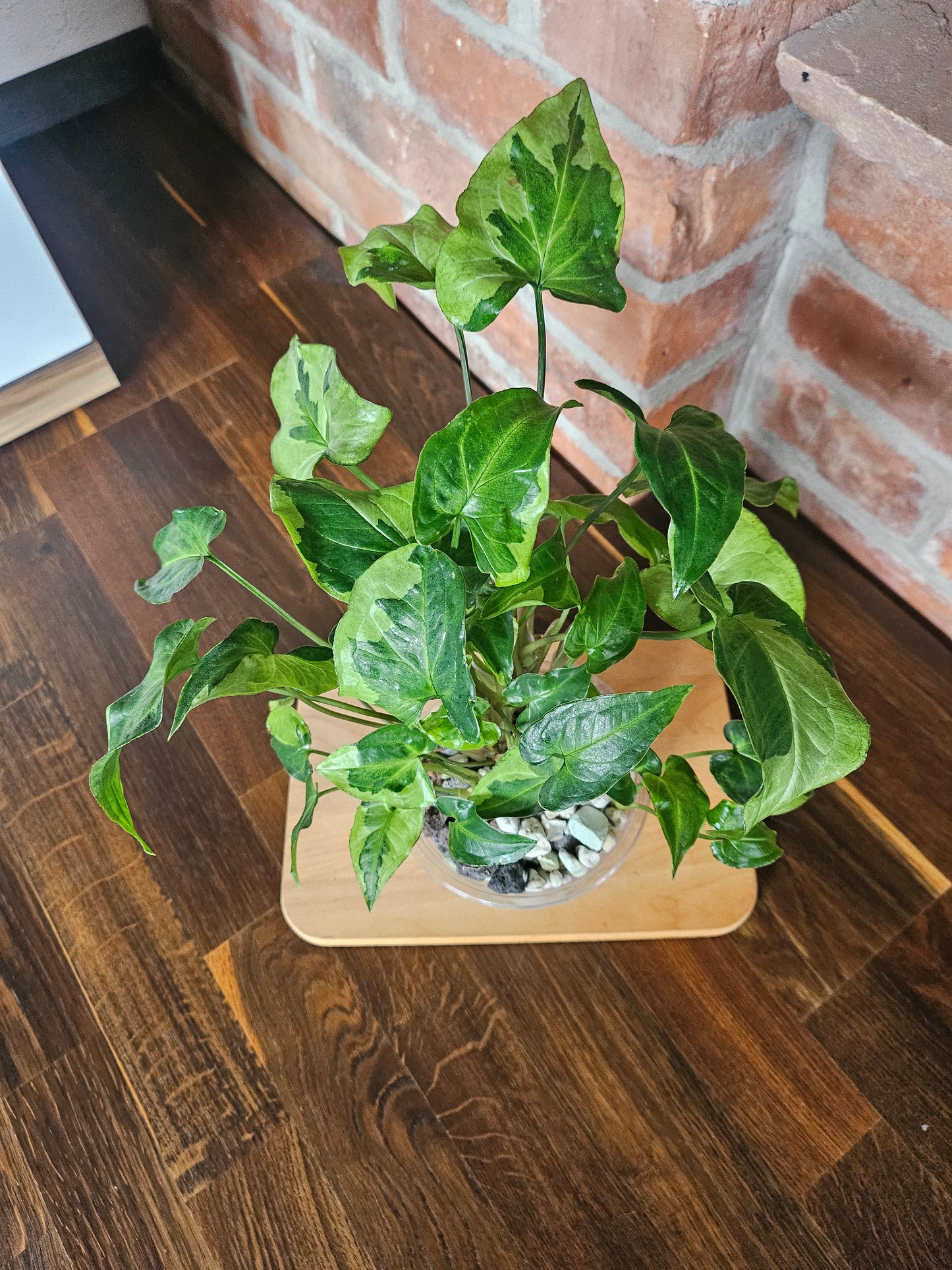 Syngonium three kings Pflanze