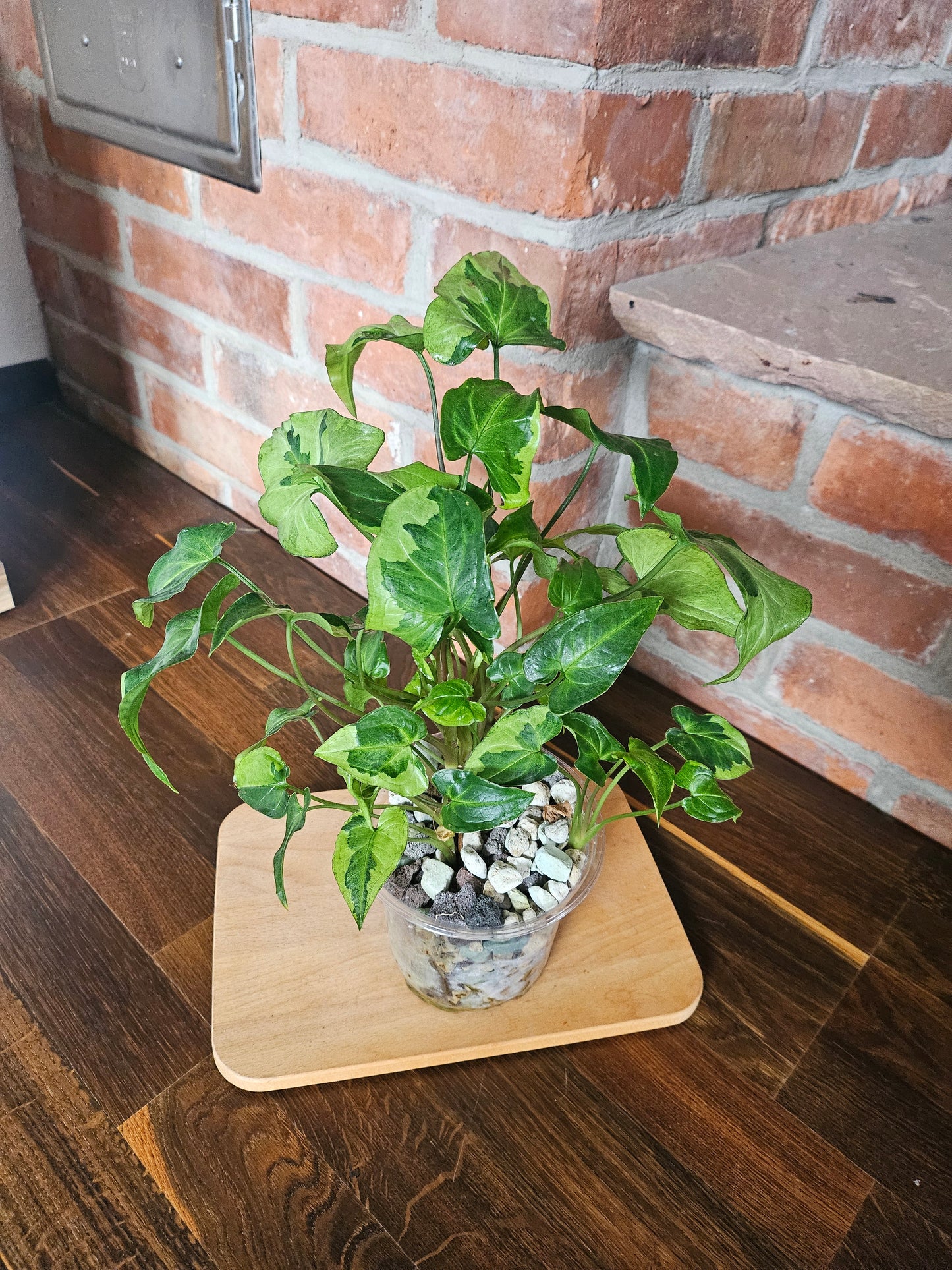 Syngonium three kings Pflanze