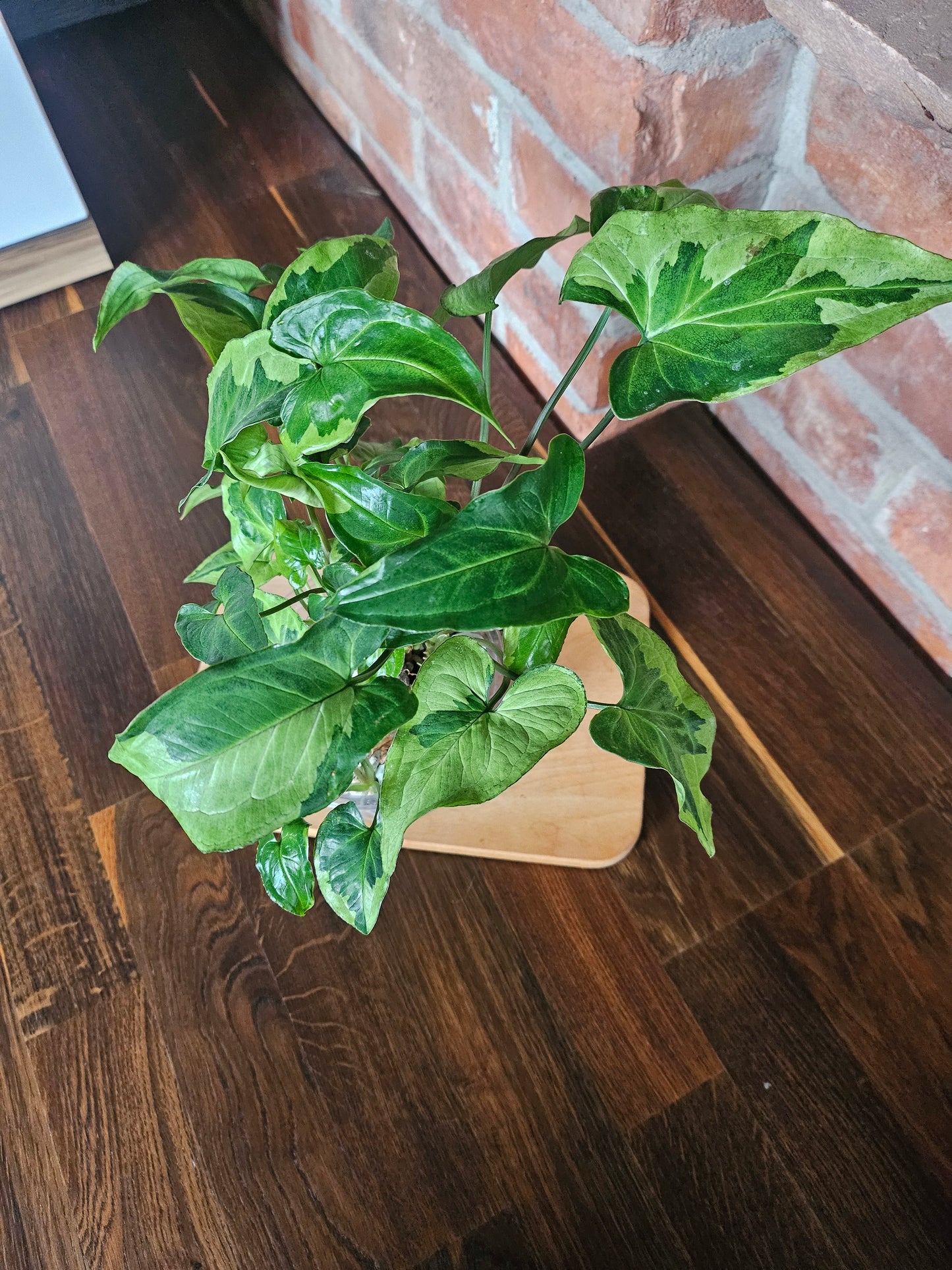 Syngonium three kings Pflanze