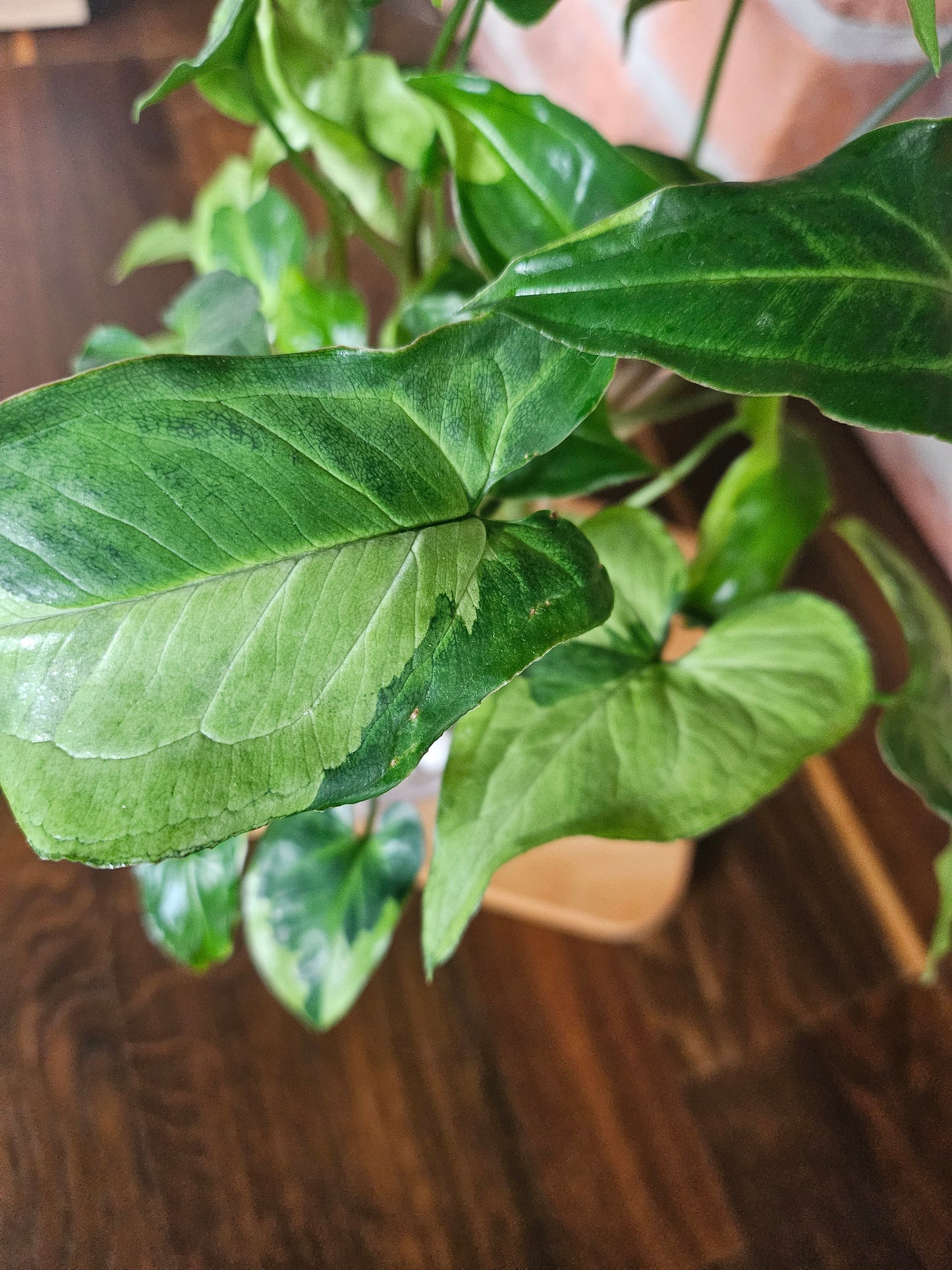 Syngonium three kings Pflanze