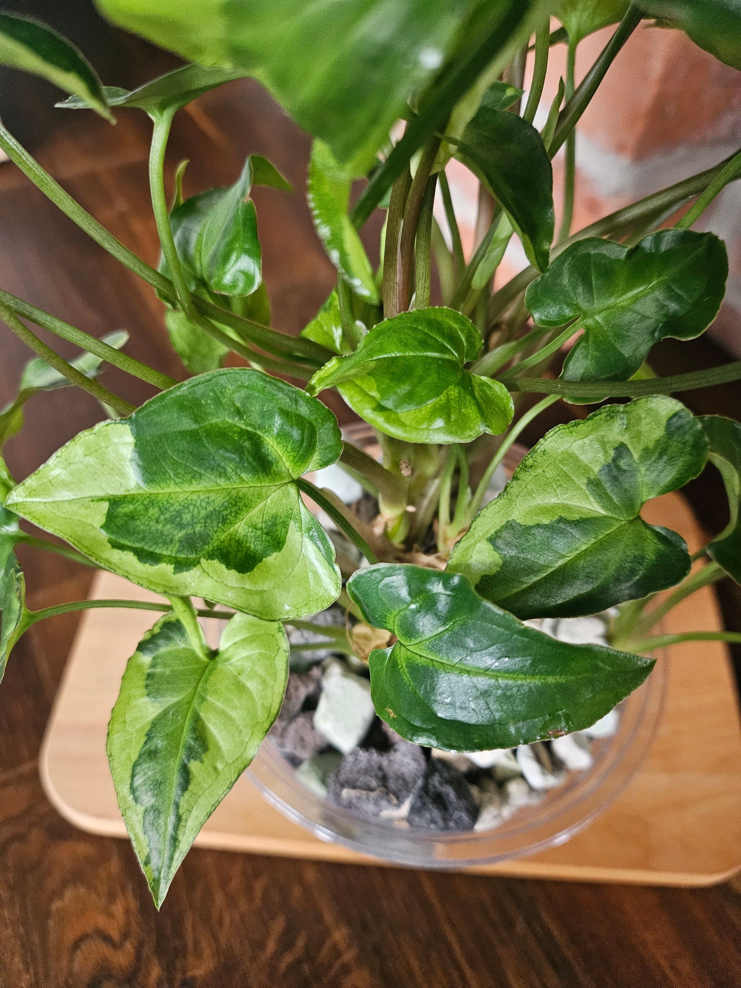 Syngonium three kings Pflanze