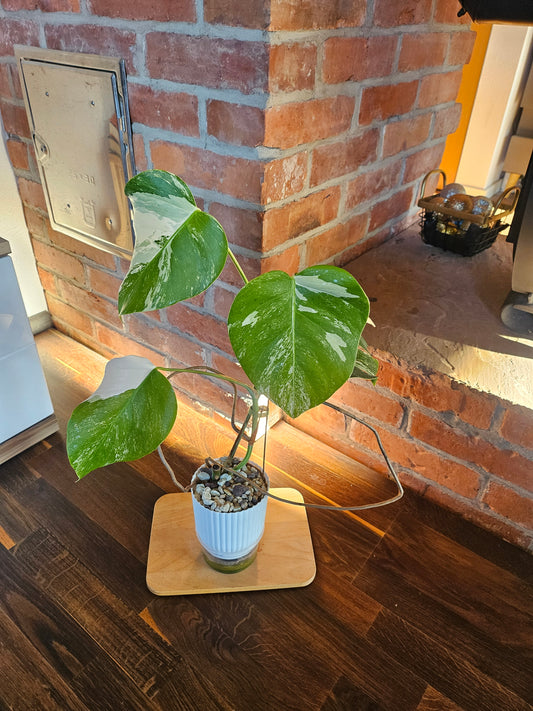 Monstera Deliciosa variegata Pflanze mit tollem Weißanteil