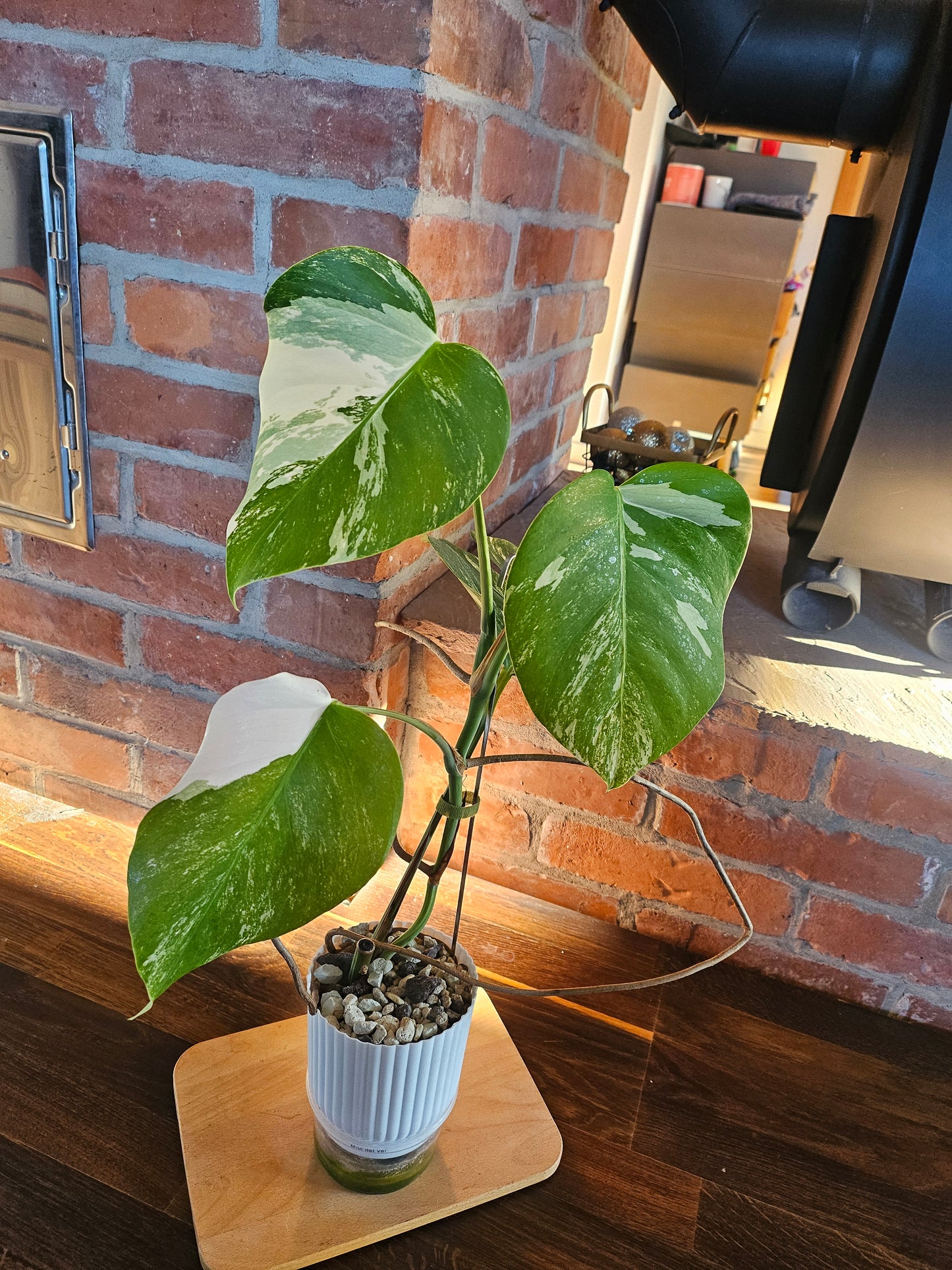 Monstera Deliciosa variegata Pflanze mit tollem Weißanteil