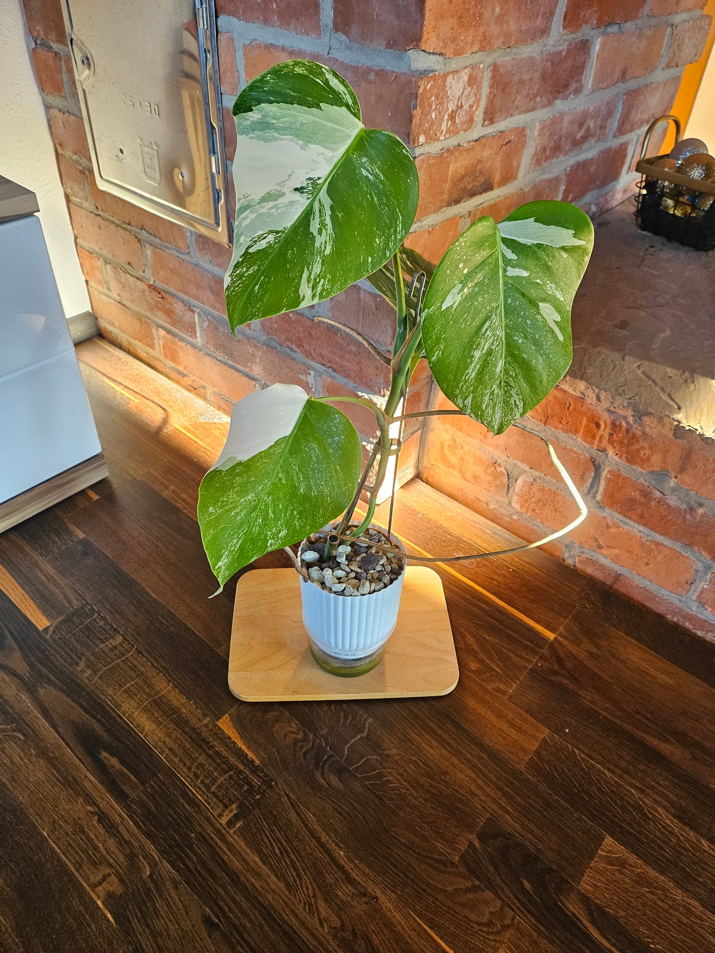Monstera Deliciosa variegata Pflanze mit tollem Weißanteil