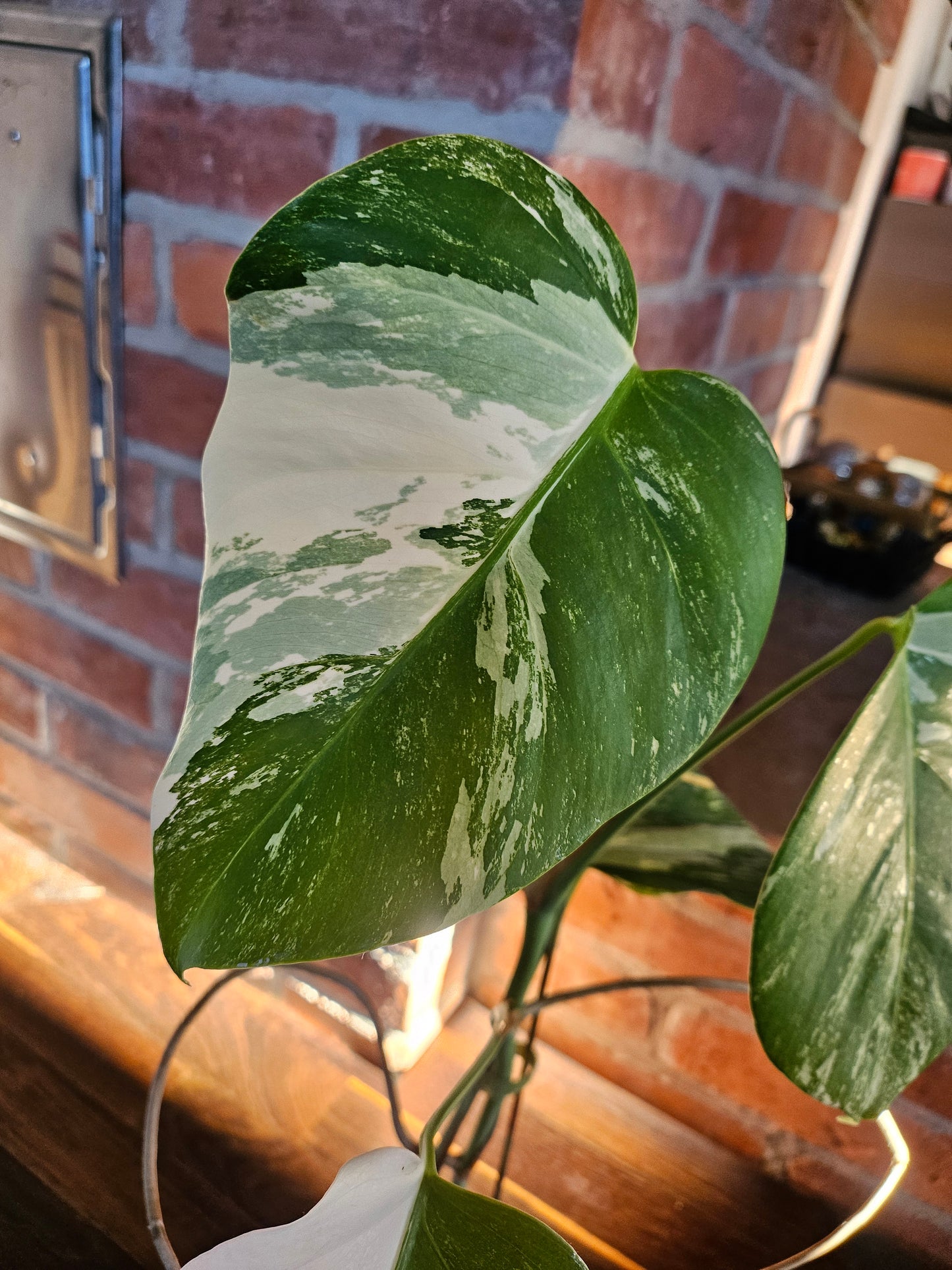 Monstera Deliciosa variegata Pflanze mit tollem Weißanteil