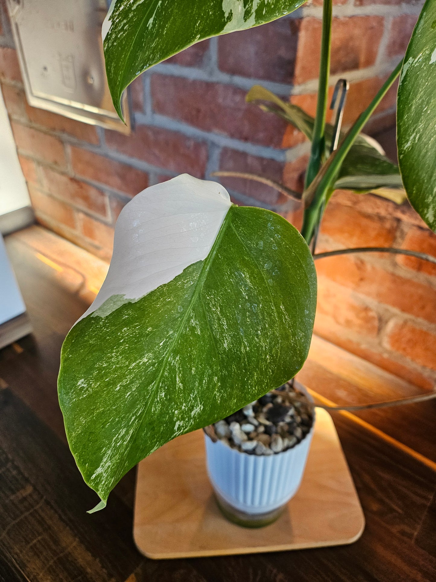 Monstera Deliciosa variegata Pflanze mit tollem Weißanteil