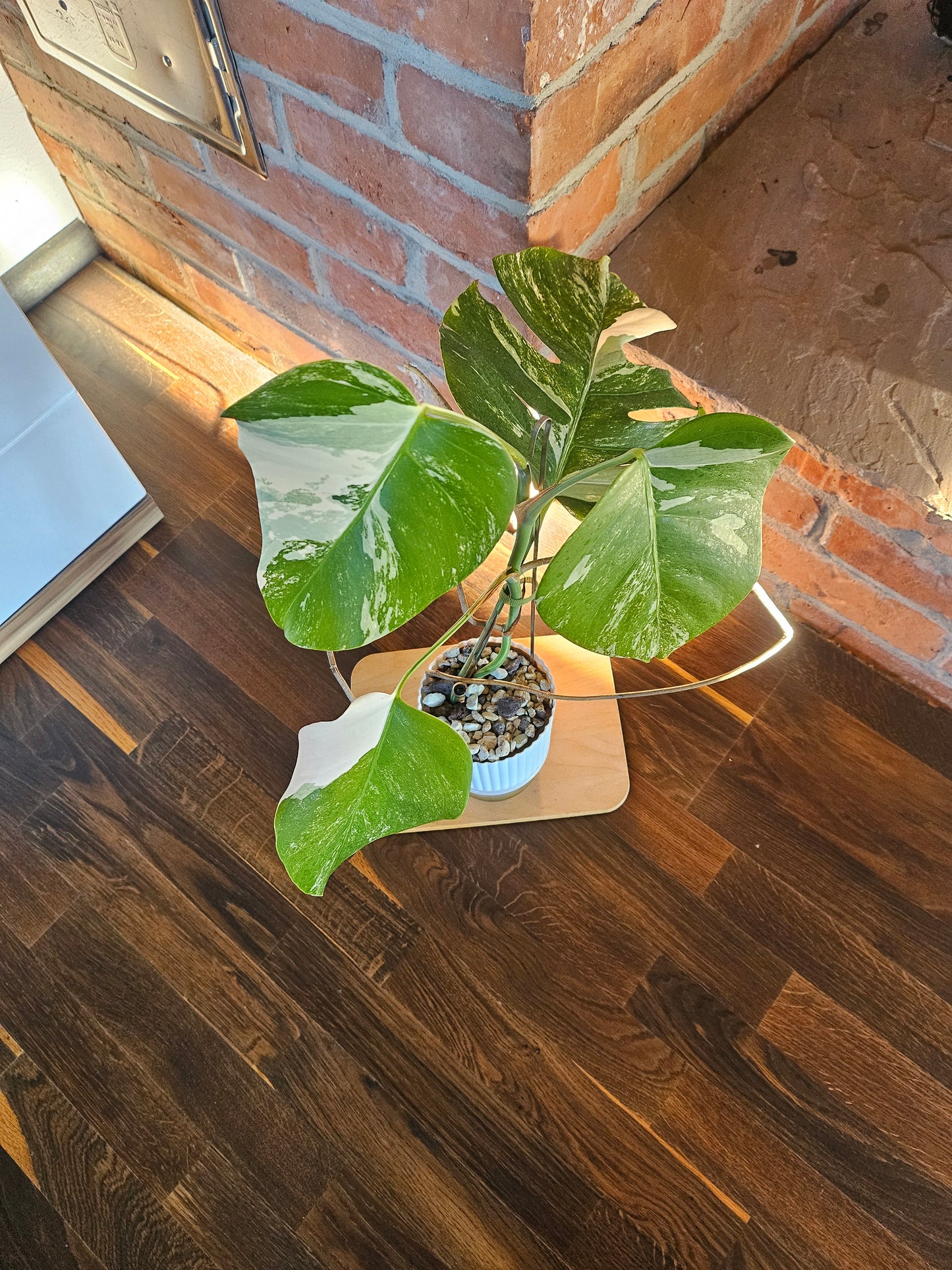 Monstera Deliciosa variegata Pflanze mit tollem Weißanteil