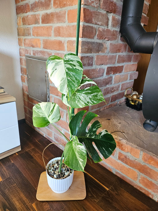 Monstera Deliciosa variegata mit tollem Weißanteil Pflanze
