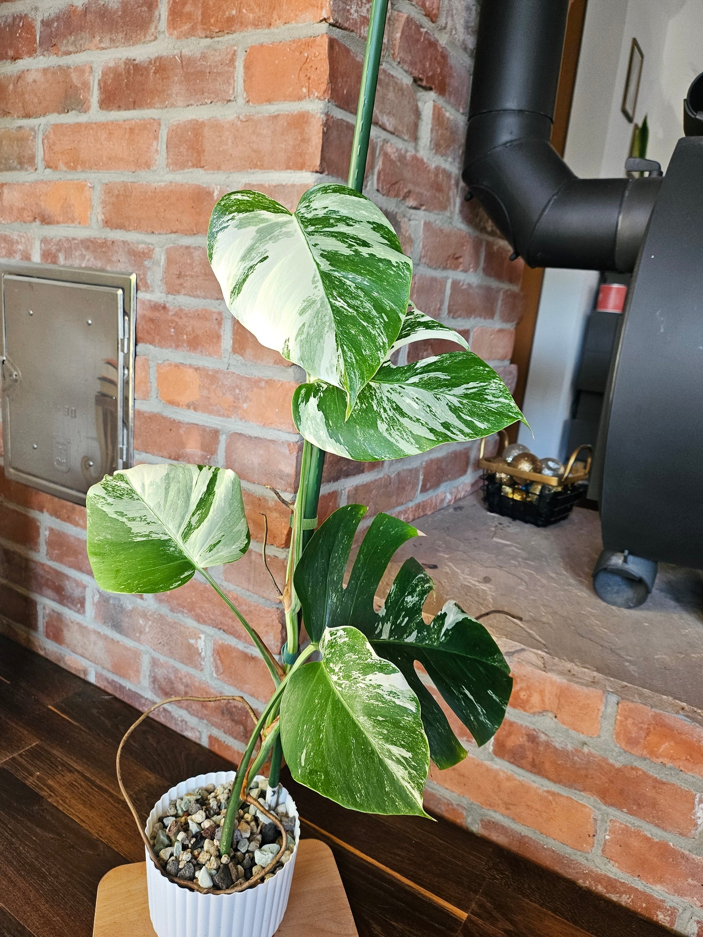 Monstera Deliciosa variegata mit tollem Weißanteil Pflanze