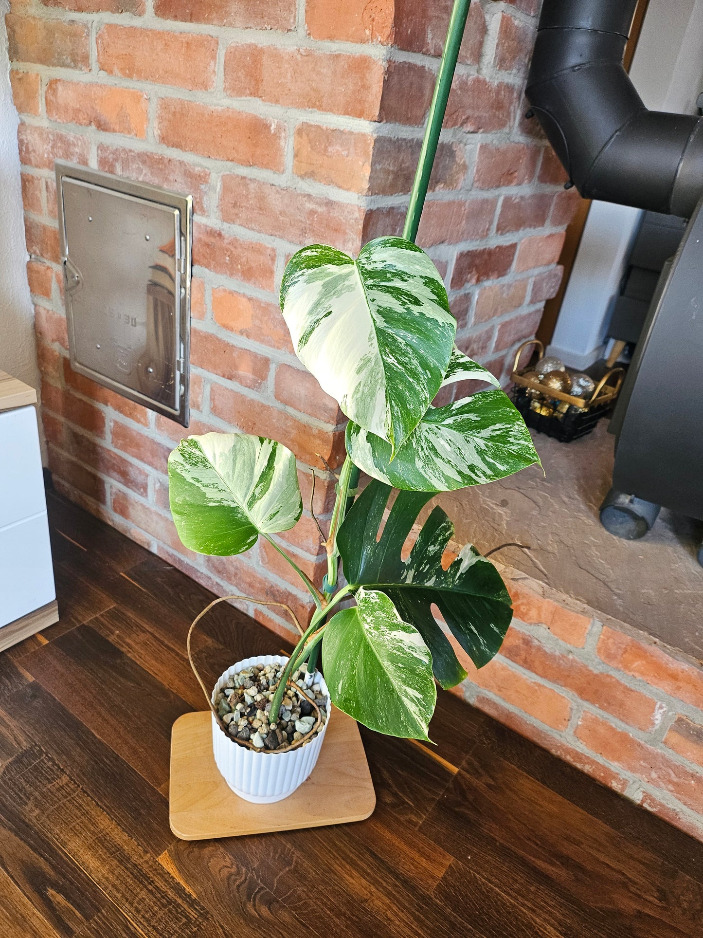 Monstera Deliciosa variegata mit tollem Weißanteil Pflanze