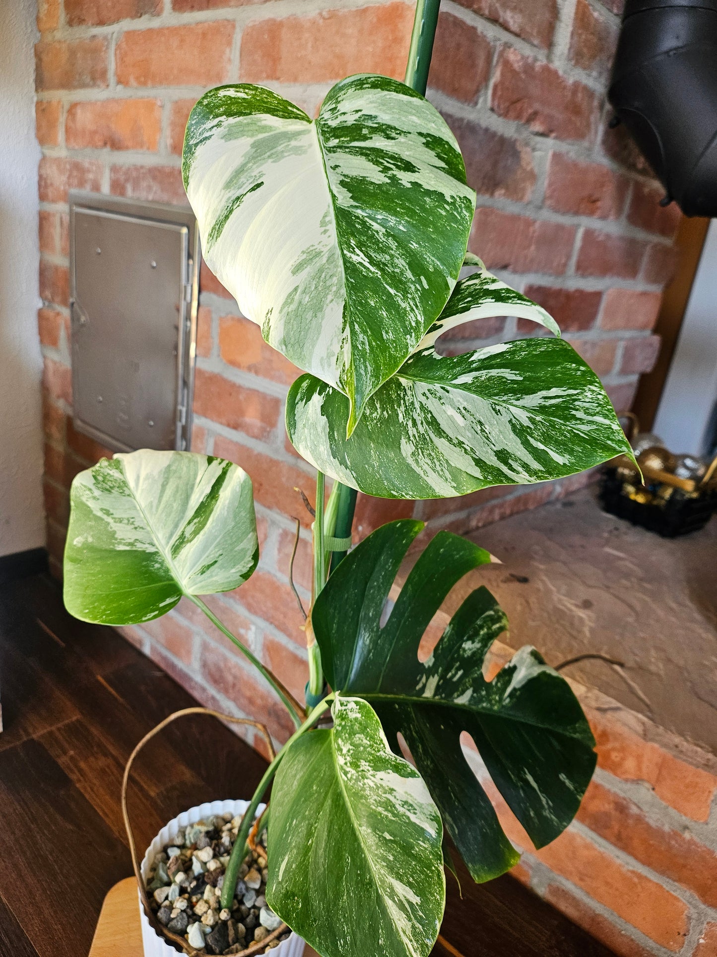 Monstera Deliciosa variegata mit tollem Weißanteil Pflanze
