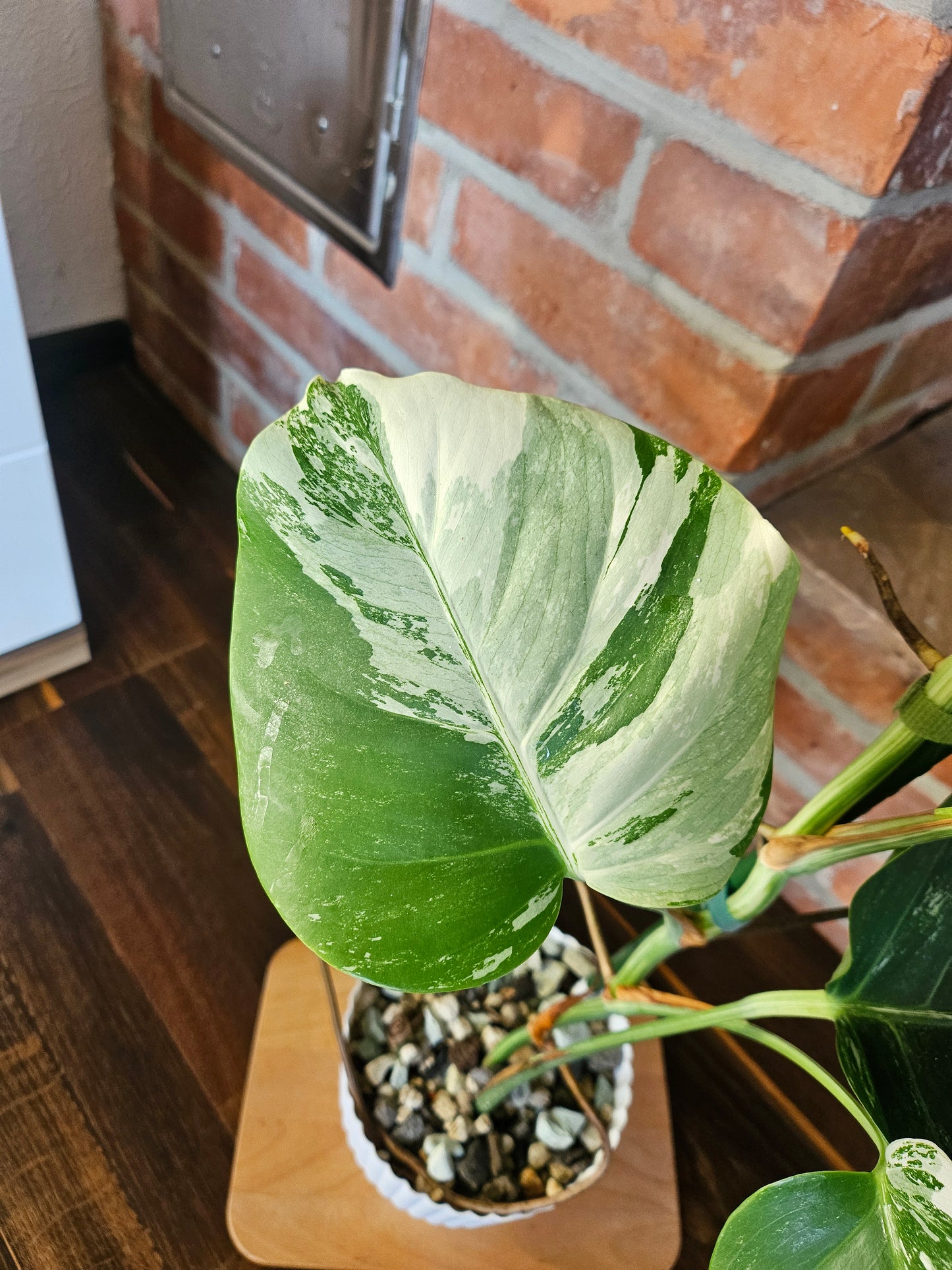 Monstera Deliciosa variegata mit tollem Weißanteil Pflanze